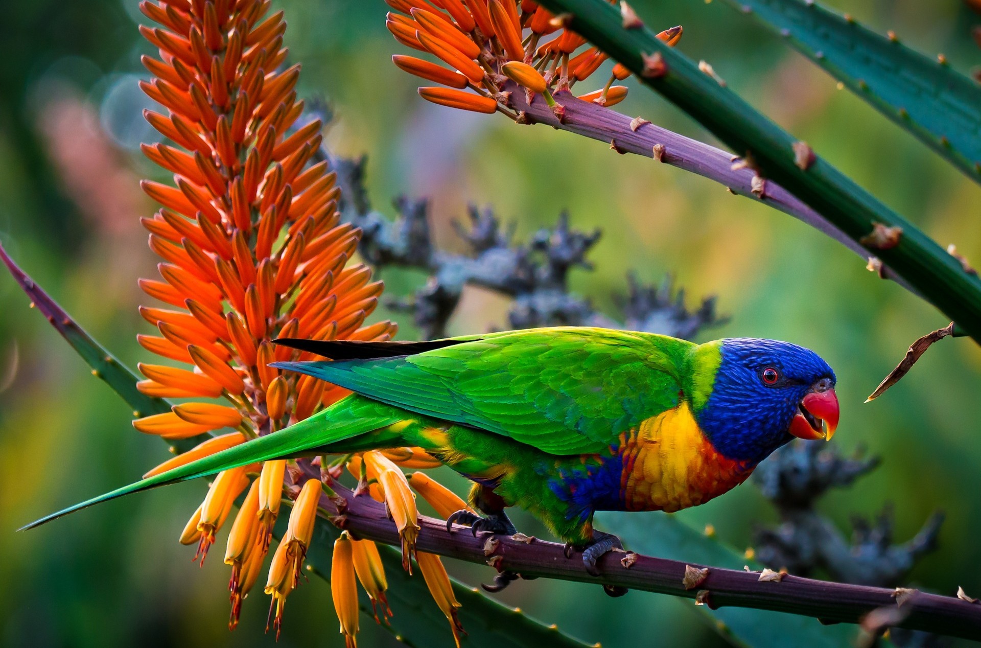 jungle, animal, rainbow lorikeet, colors, parrot, birds