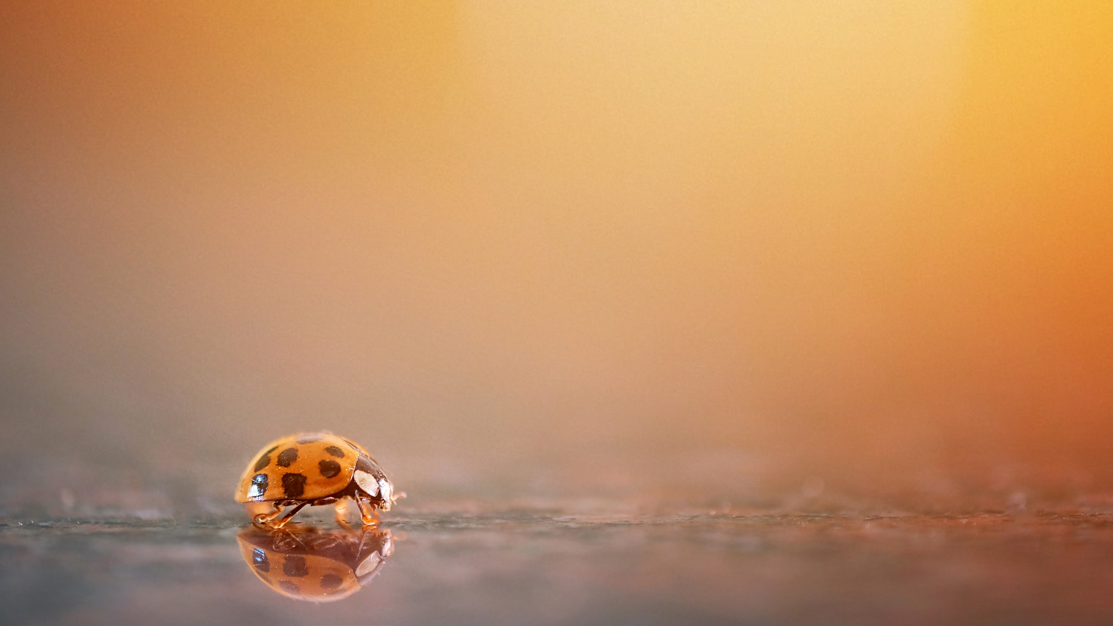Free download wallpaper Reflection, Animal, Ladybug, Beetle on your PC desktop