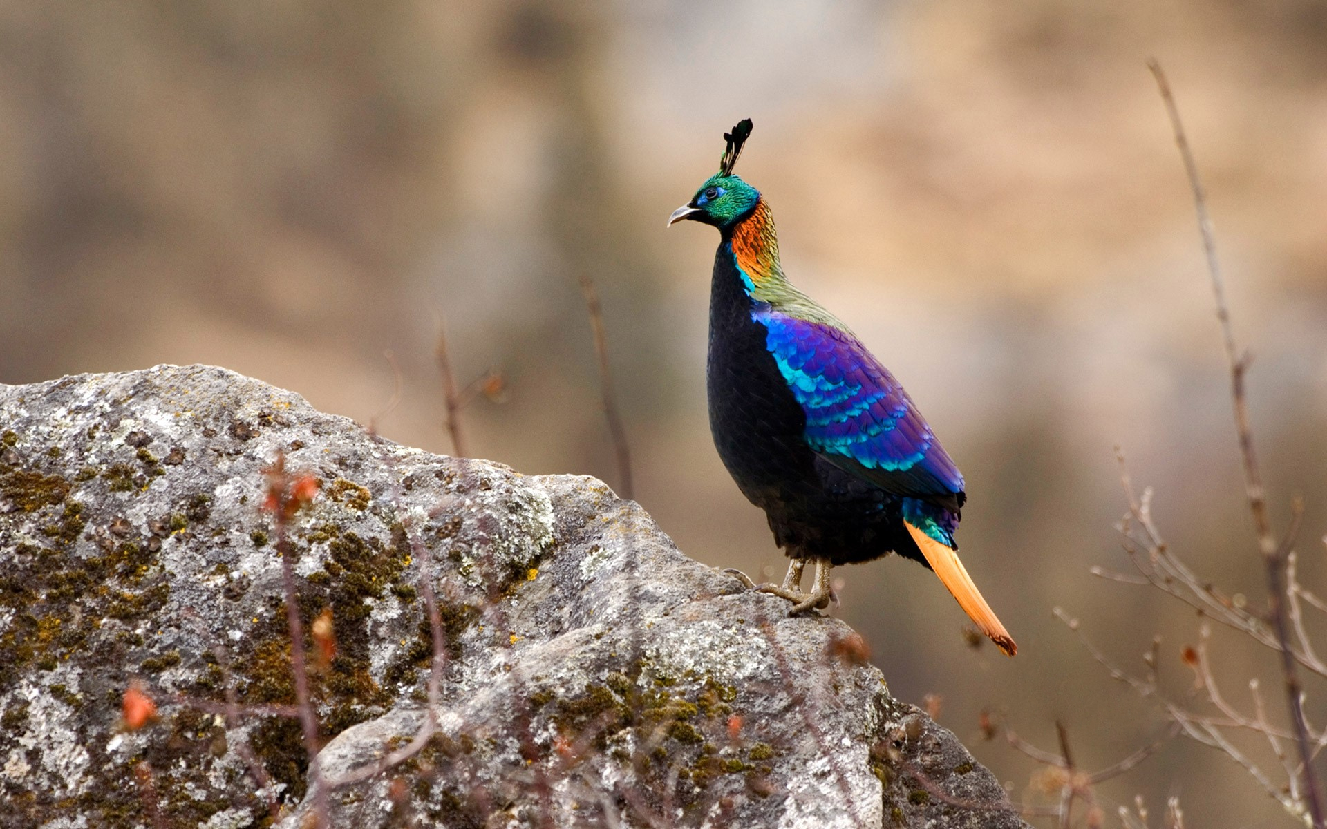 406324 Hintergrundbild herunterladen tiere, vogel, bunt, monal aus dem himalaya, nepal, vögel - Bildschirmschoner und Bilder kostenlos