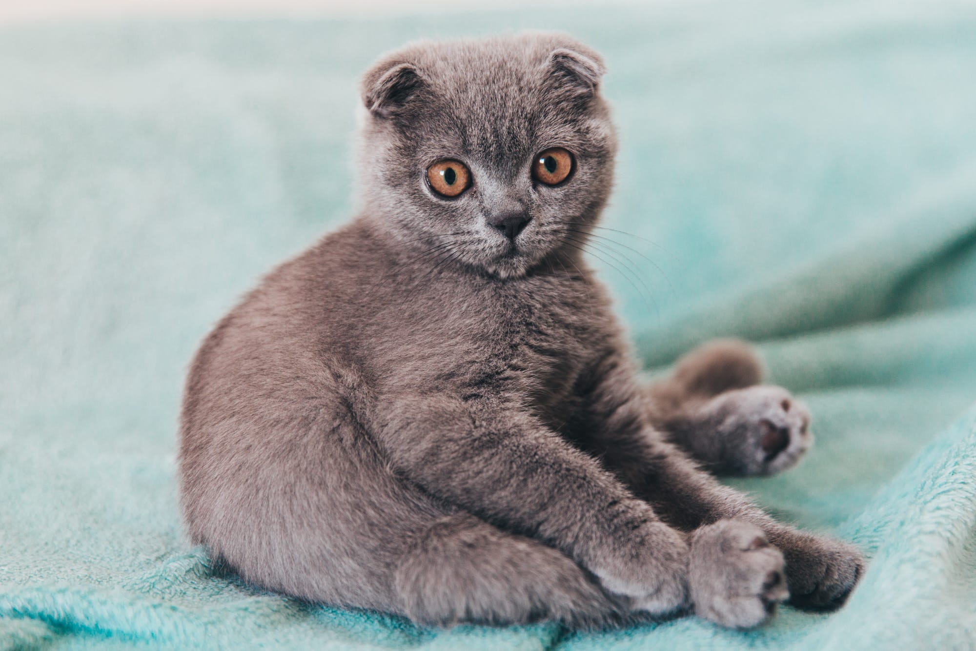 Laden Sie das Tiere, Katzen, Katze, Kätzchen, Tierbaby, Starren-Bild kostenlos auf Ihren PC-Desktop herunter