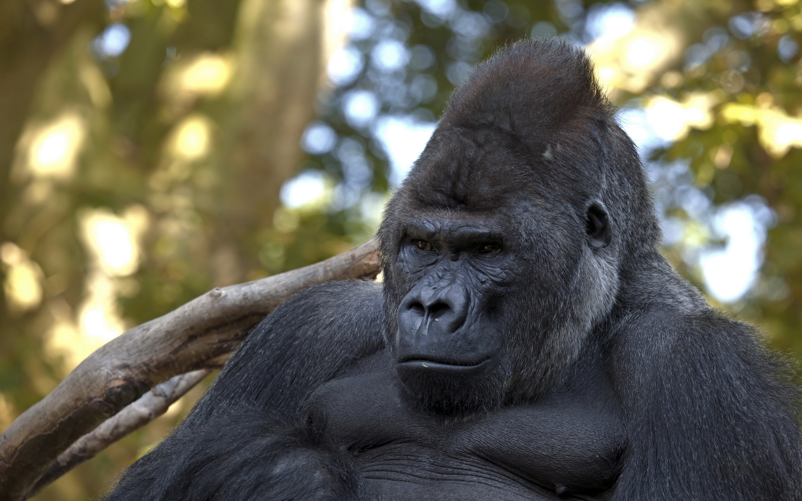 Descarga gratis la imagen Animales, Monos, Gorila en el escritorio de tu PC