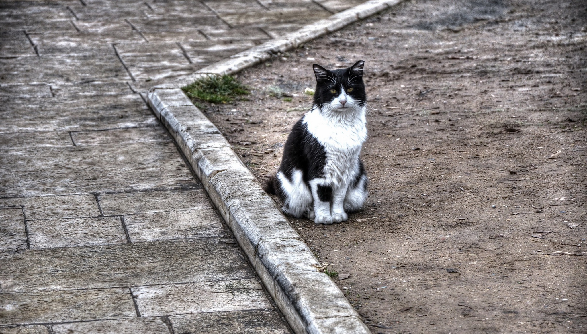 472064 Salvapantallas y fondos de pantalla Gatos en tu teléfono. Descarga imágenes de  gratis