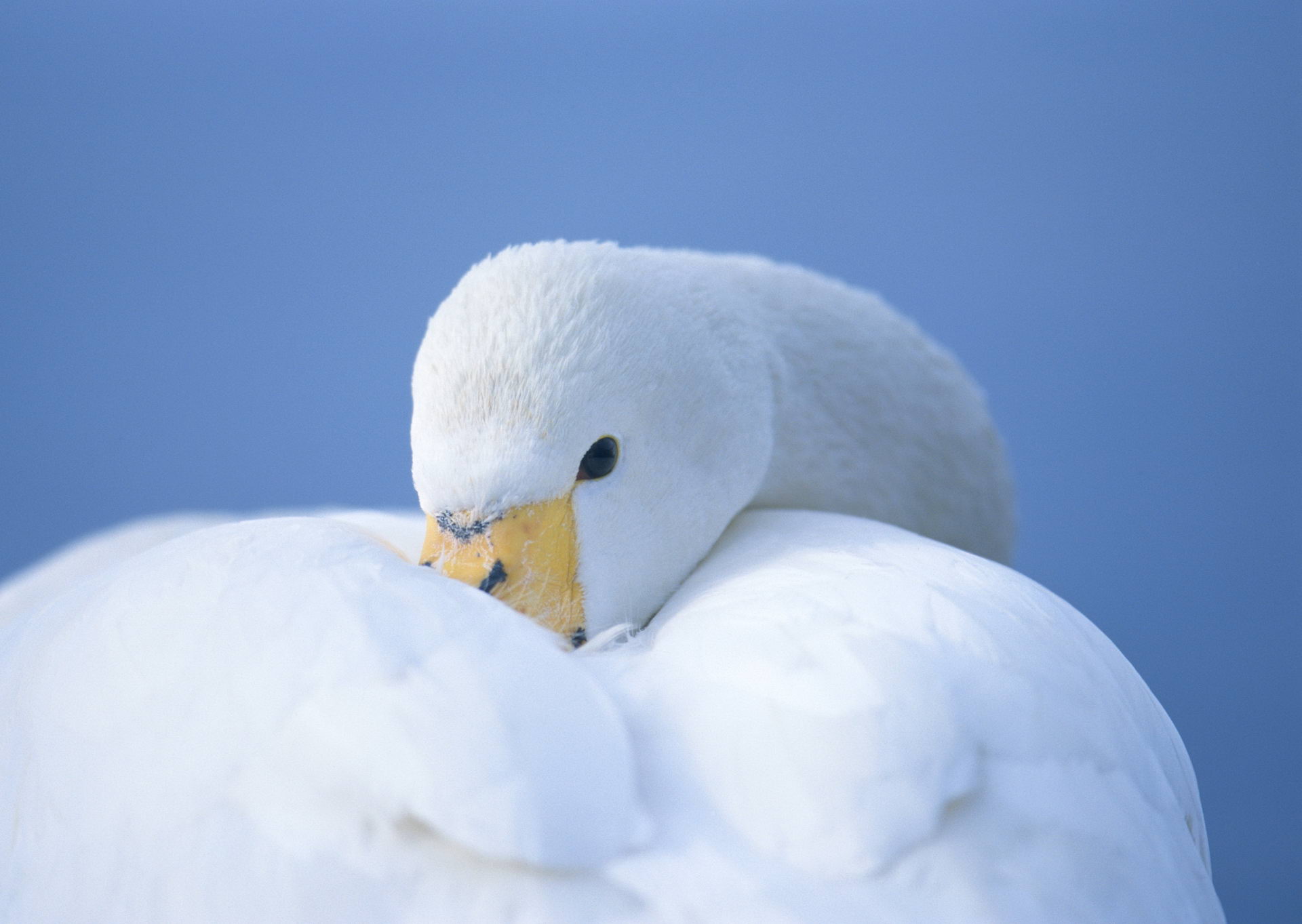 Download mobile wallpaper Birds, Animal, Swan for free.