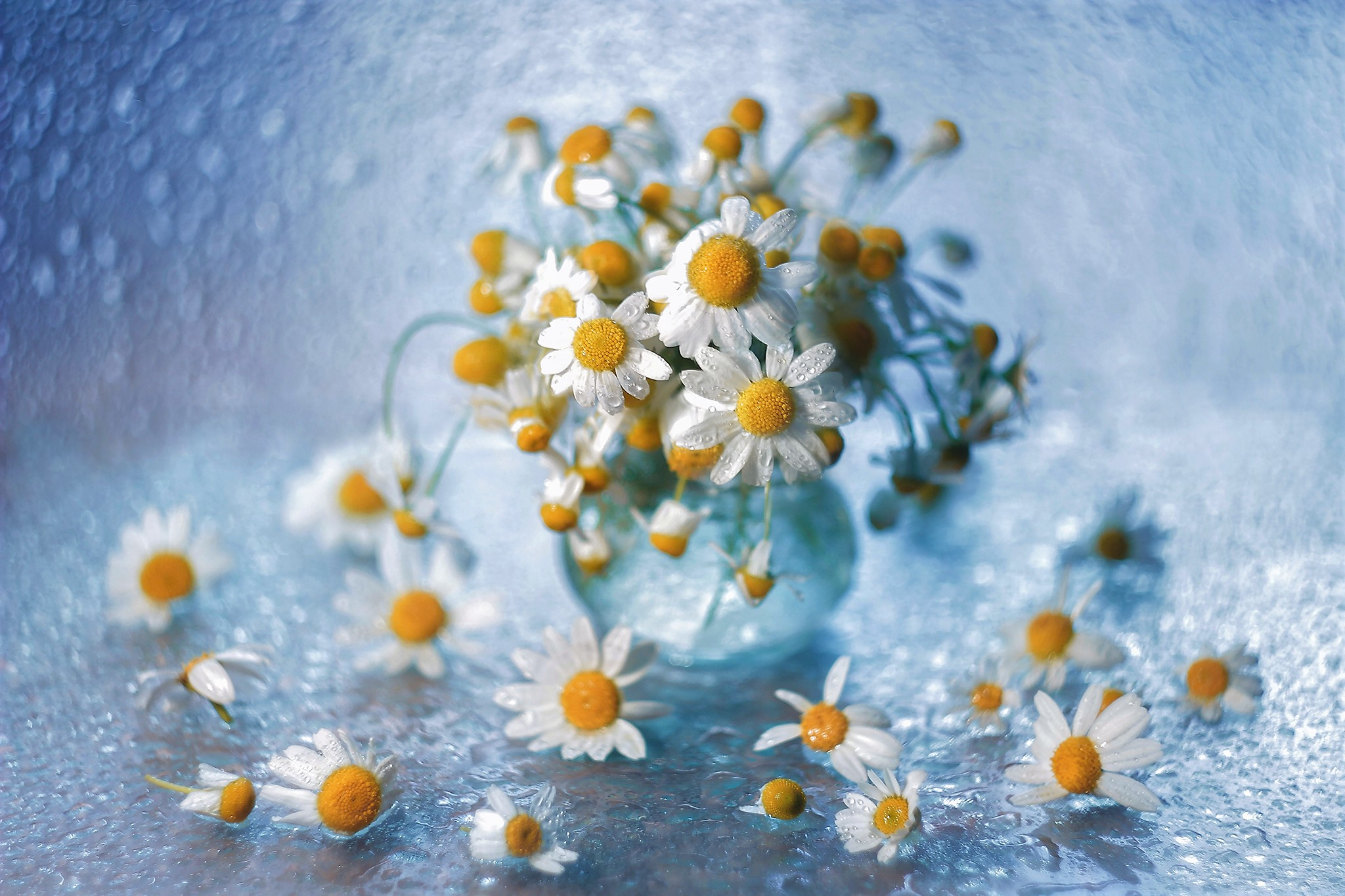 earth, camomile, flower, raindrops, vase, white flower, flowers