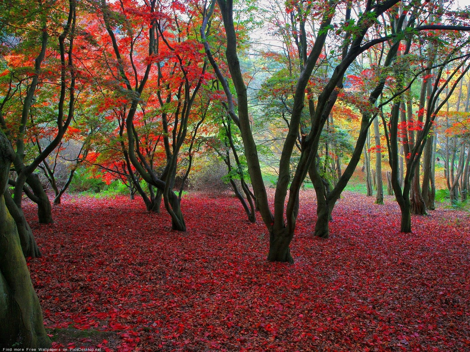 Free download wallpaper Landscape, Leaves, Trees, Autumn on your PC desktop
