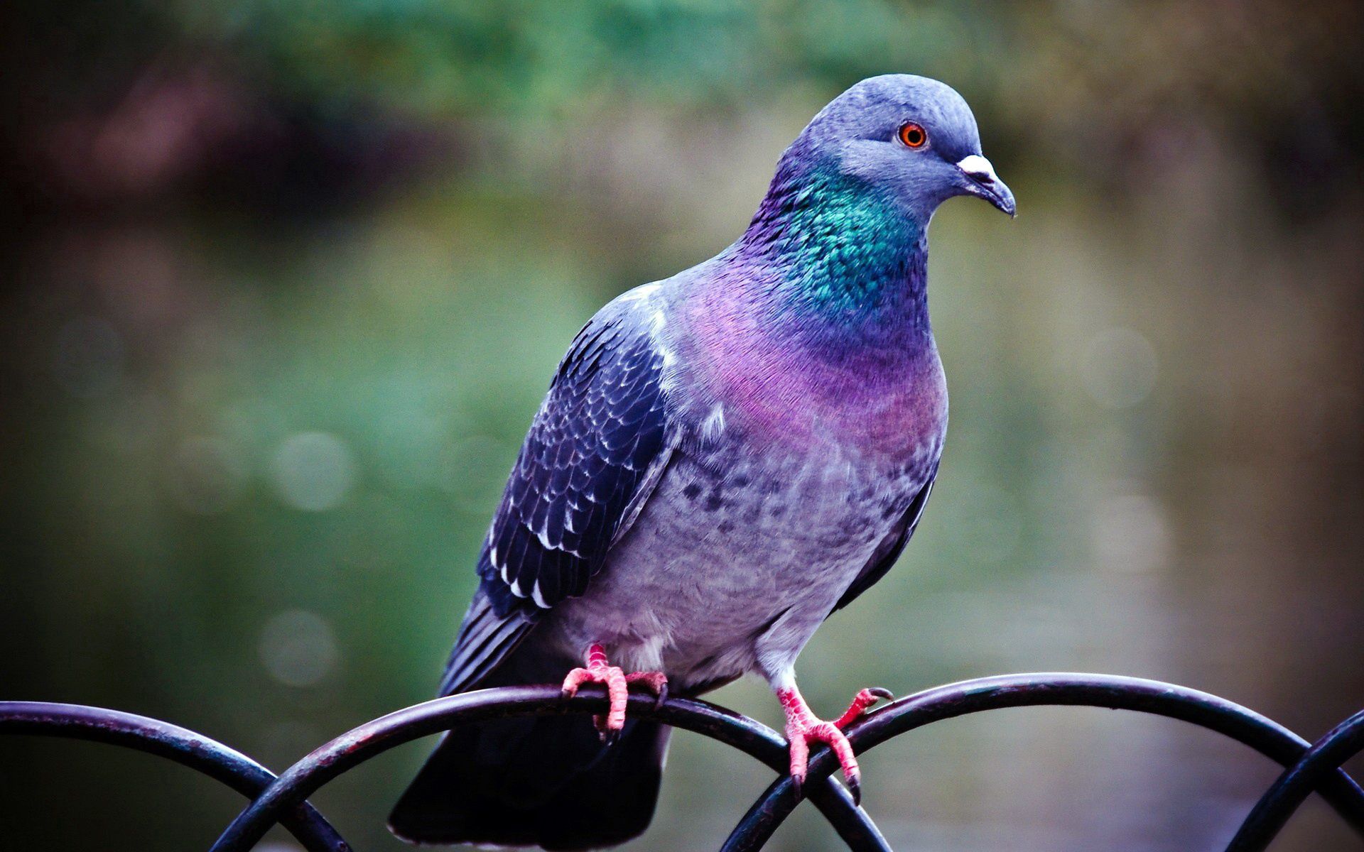 Free download wallpaper Animals, Branch, Dove, Bird on your PC desktop