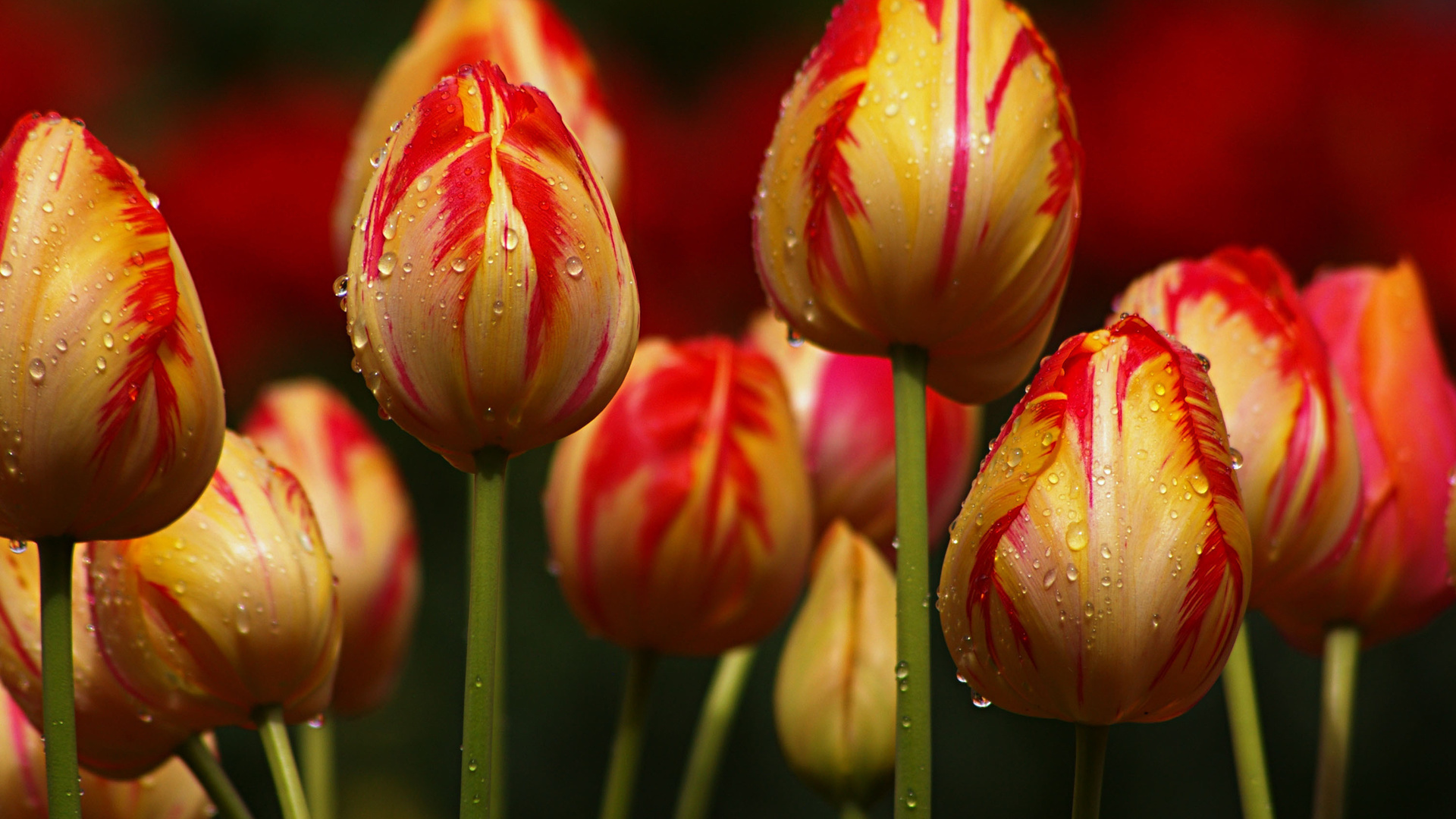 Завантажити шпалери безкоштовно Квіти, Рослини, Тюльпани картинка на робочий стіл ПК
