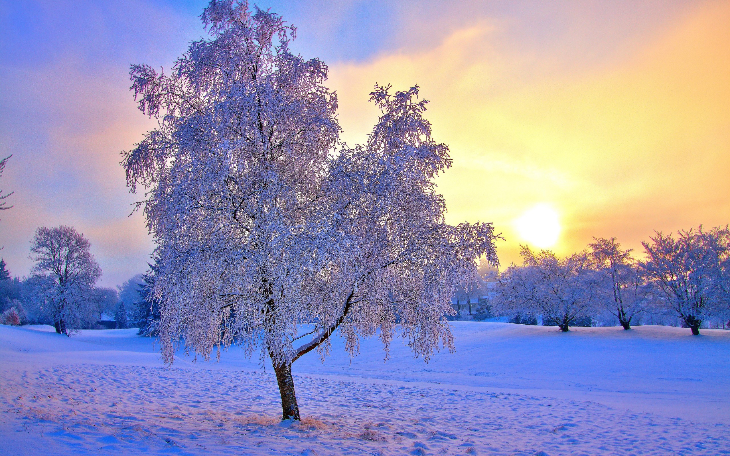 Laden Sie das Baum, Erde/natur-Bild kostenlos auf Ihren PC-Desktop herunter