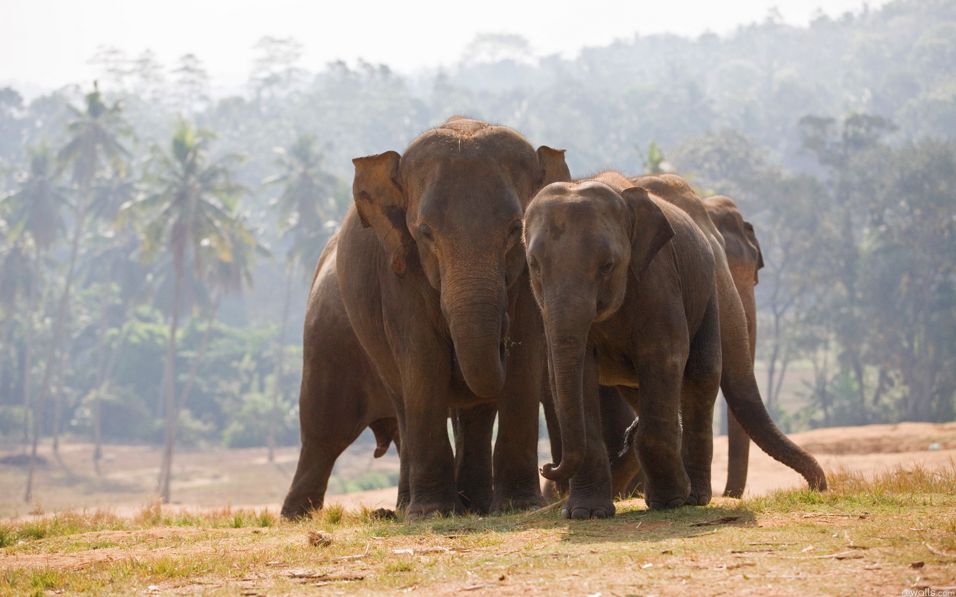 263600 скачать обои слоны, животные, азиатский слон - заставки и картинки бесплатно