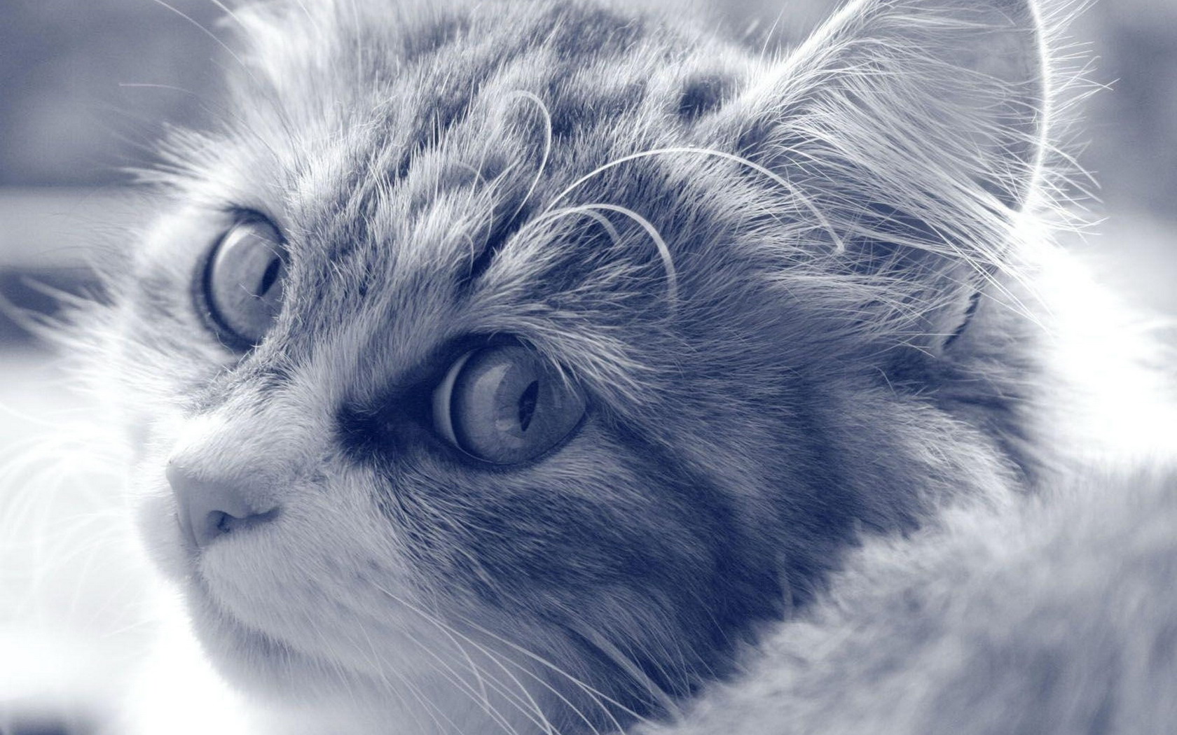 Download mobile wallpaper Cats, Cat, Animal for free.