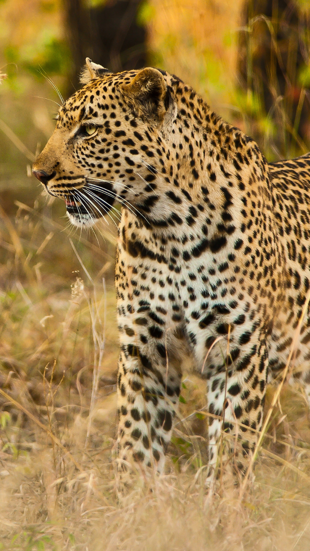 Handy-Wallpaper Tiere, Katzen, Leopard kostenlos herunterladen.