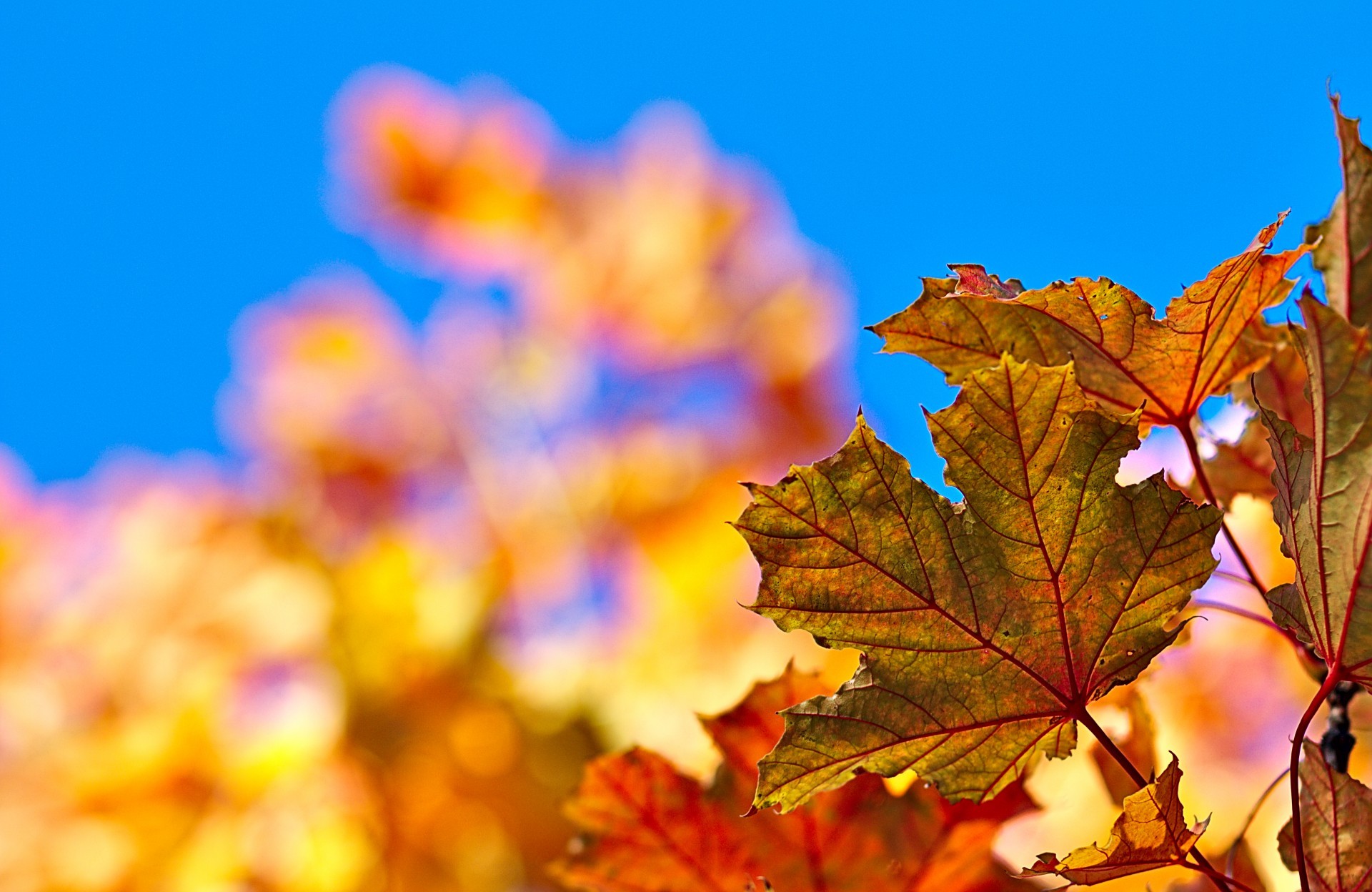 Free download wallpaper Blur, Close Up, Leaf, Fall, Earth on your PC desktop