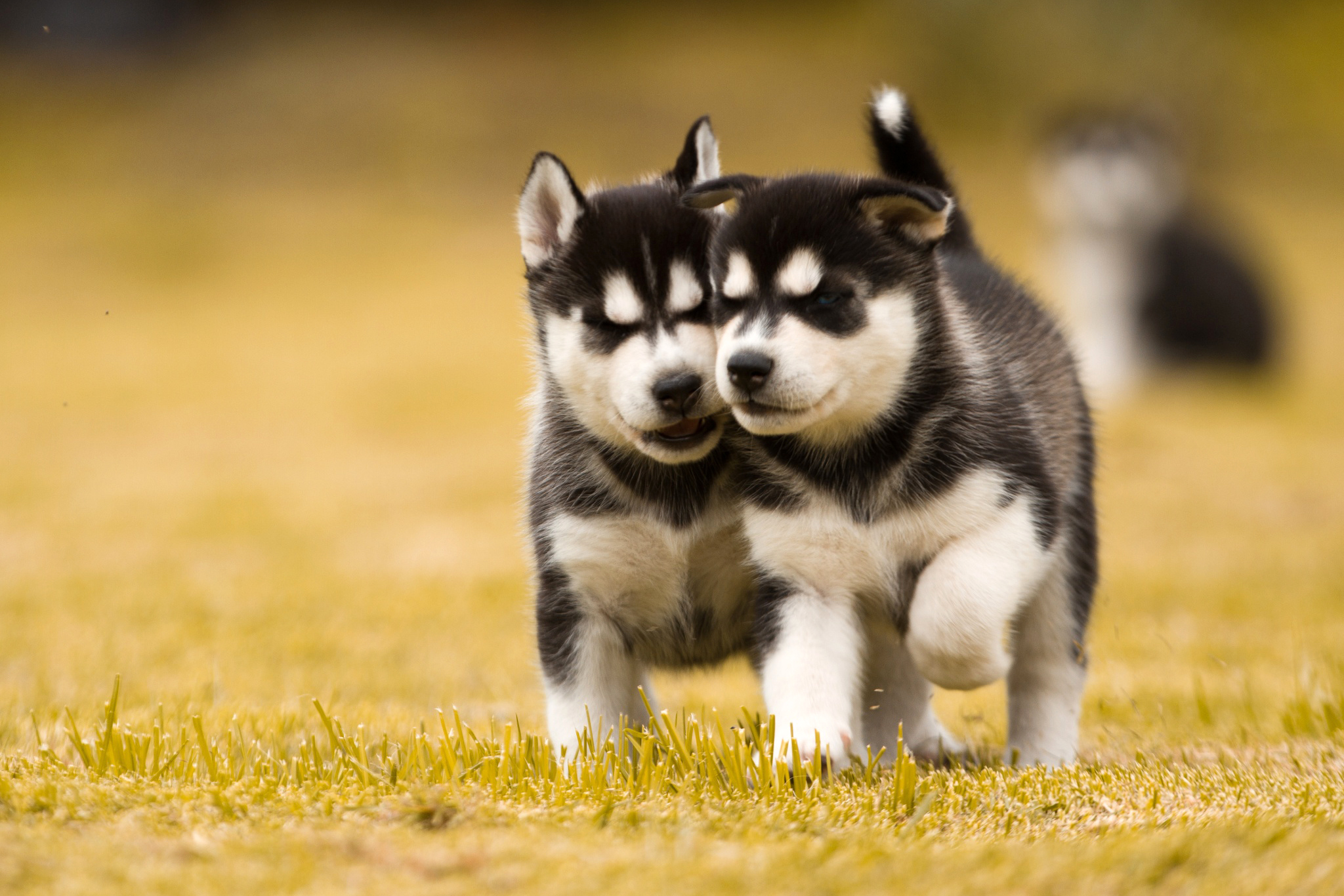 Handy-Wallpaper Tiere, Hunde, Welpen kostenlos herunterladen.