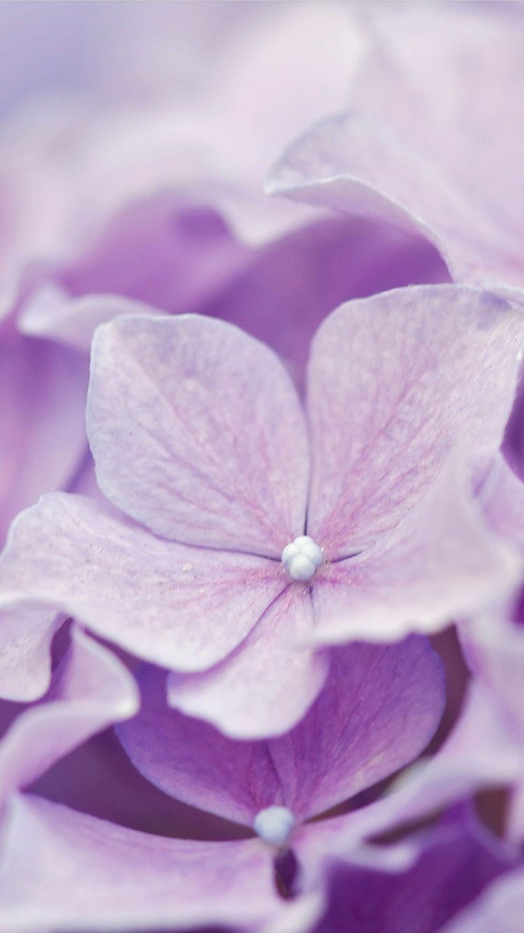 Handy-Wallpaper Blumen, Hortensien, Erde/natur kostenlos herunterladen.