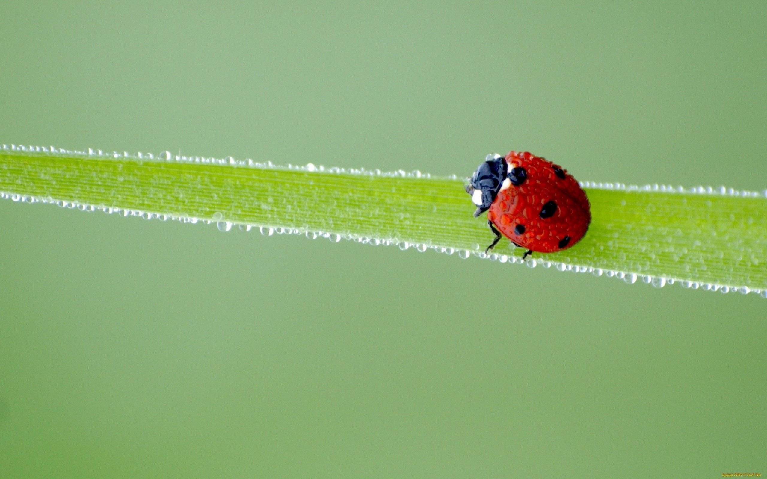 Download mobile wallpaper Frost, Hoarfrost, Ladybird, Spots, Grass, Macro, Ladybug, Stains for free.