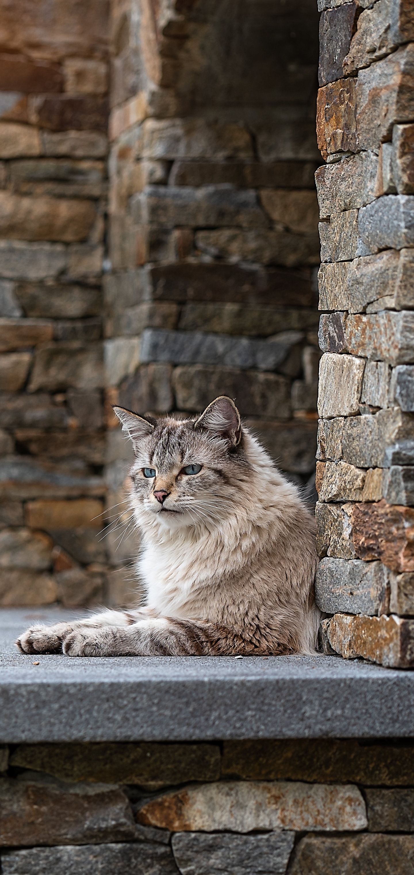 Handy-Wallpaper Tiere, Katzen, Katze kostenlos herunterladen.