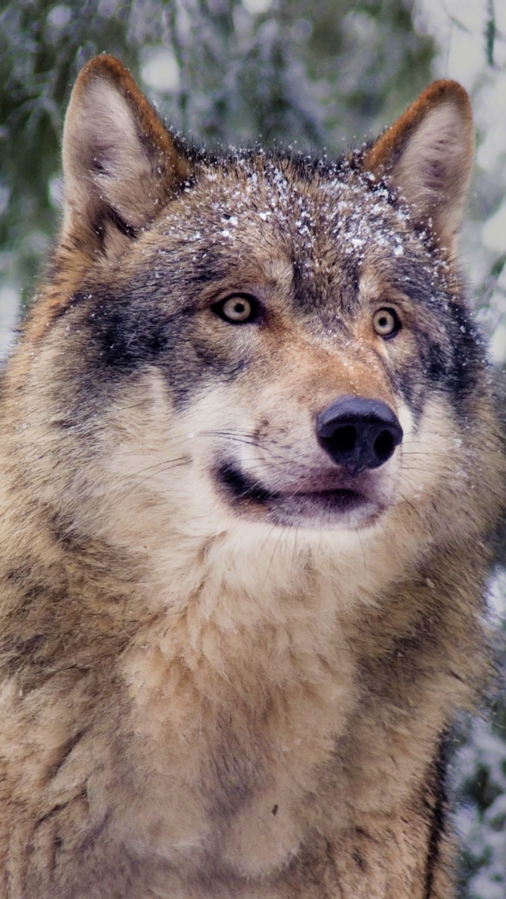 Handy-Wallpaper Tiere, Schnee, Wolf, Grauer Wolf, Wolves kostenlos herunterladen.