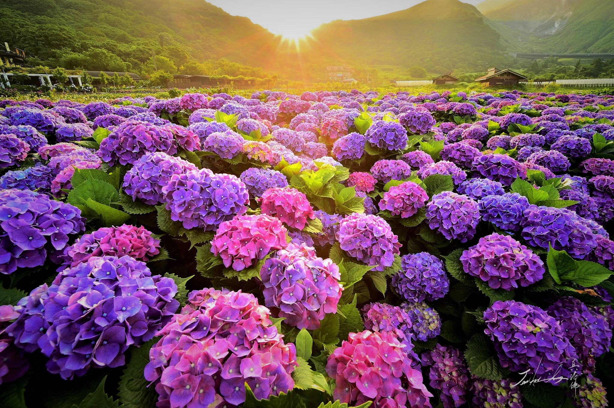 PCデスクトップにフラワーズ, 花, 地球, あじさい, 分野, ピンクの花, 紫色の花画像を無料でダウンロード