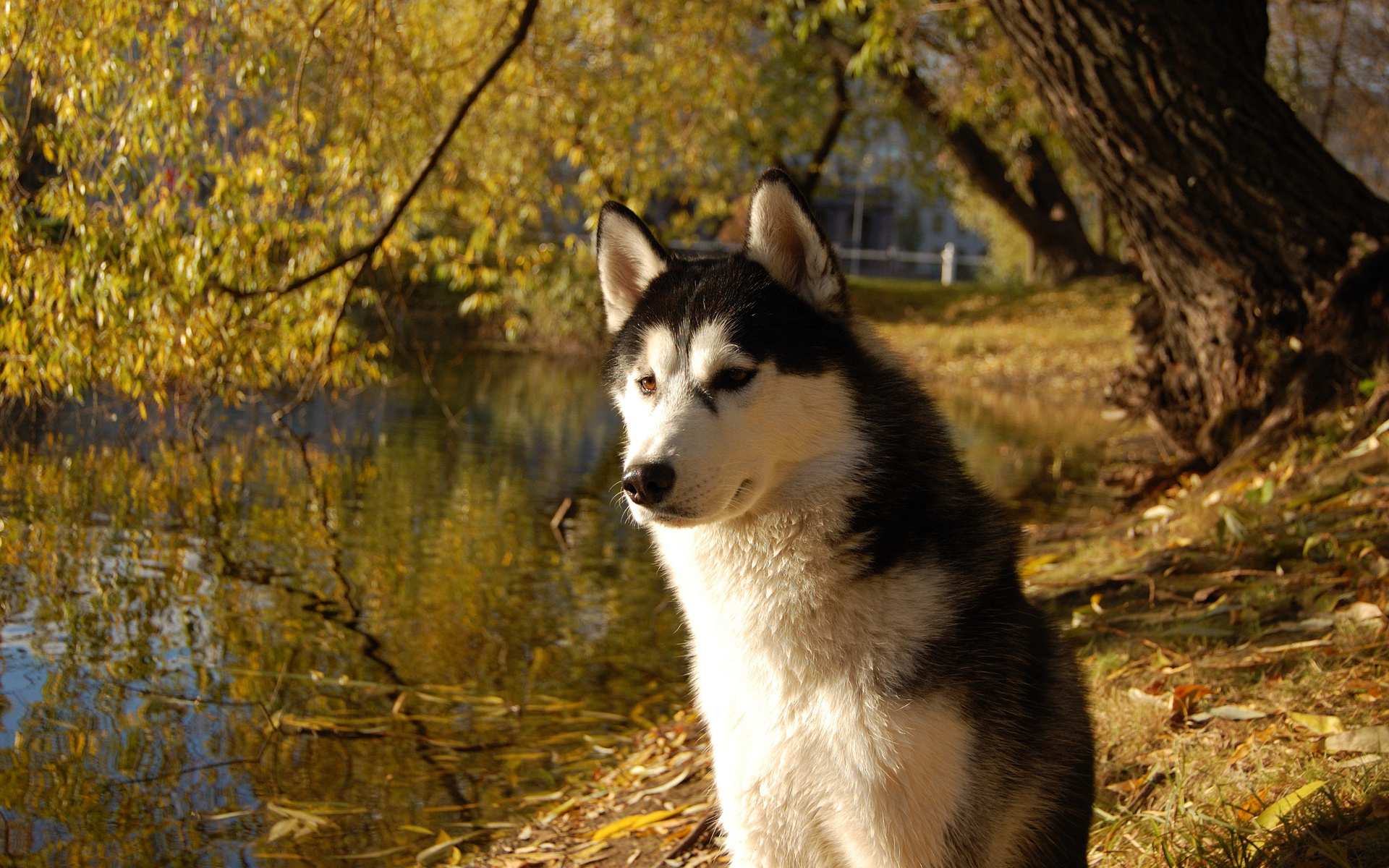 1458207壁紙のダウンロード動物, アラスカのマラミュート, 犬-スクリーンセーバーと写真を無料で