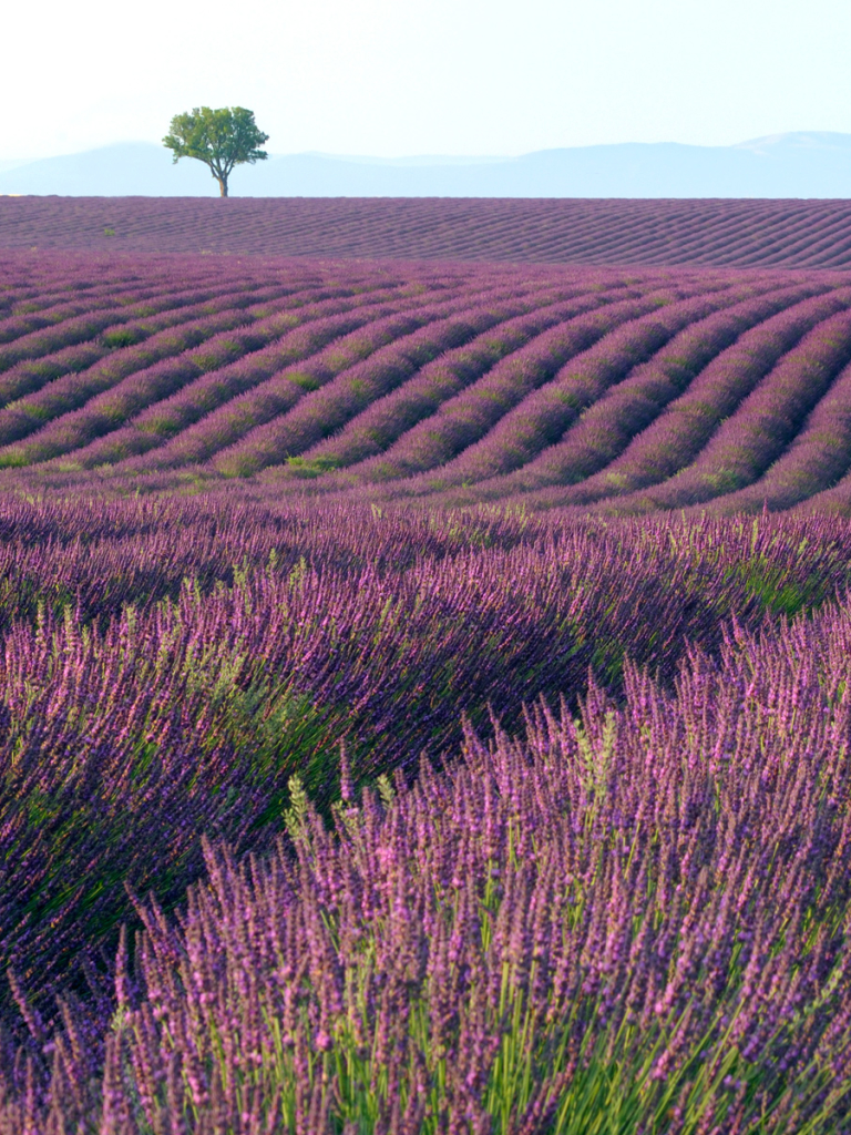 Download mobile wallpaper Flowers, Tree, Earth, Field, Purple, Lavender for free.
