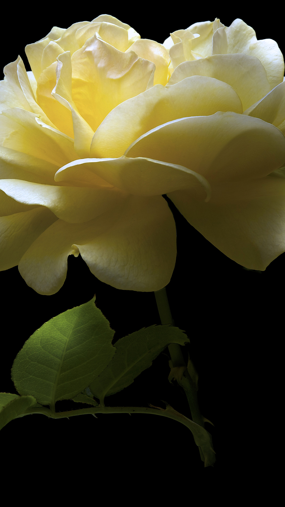 Descarga gratuita de fondo de pantalla para móvil de Flores, Rosa, Flor, De Cerca, Tierra, Flor Blanca, Tierra/naturaleza.
