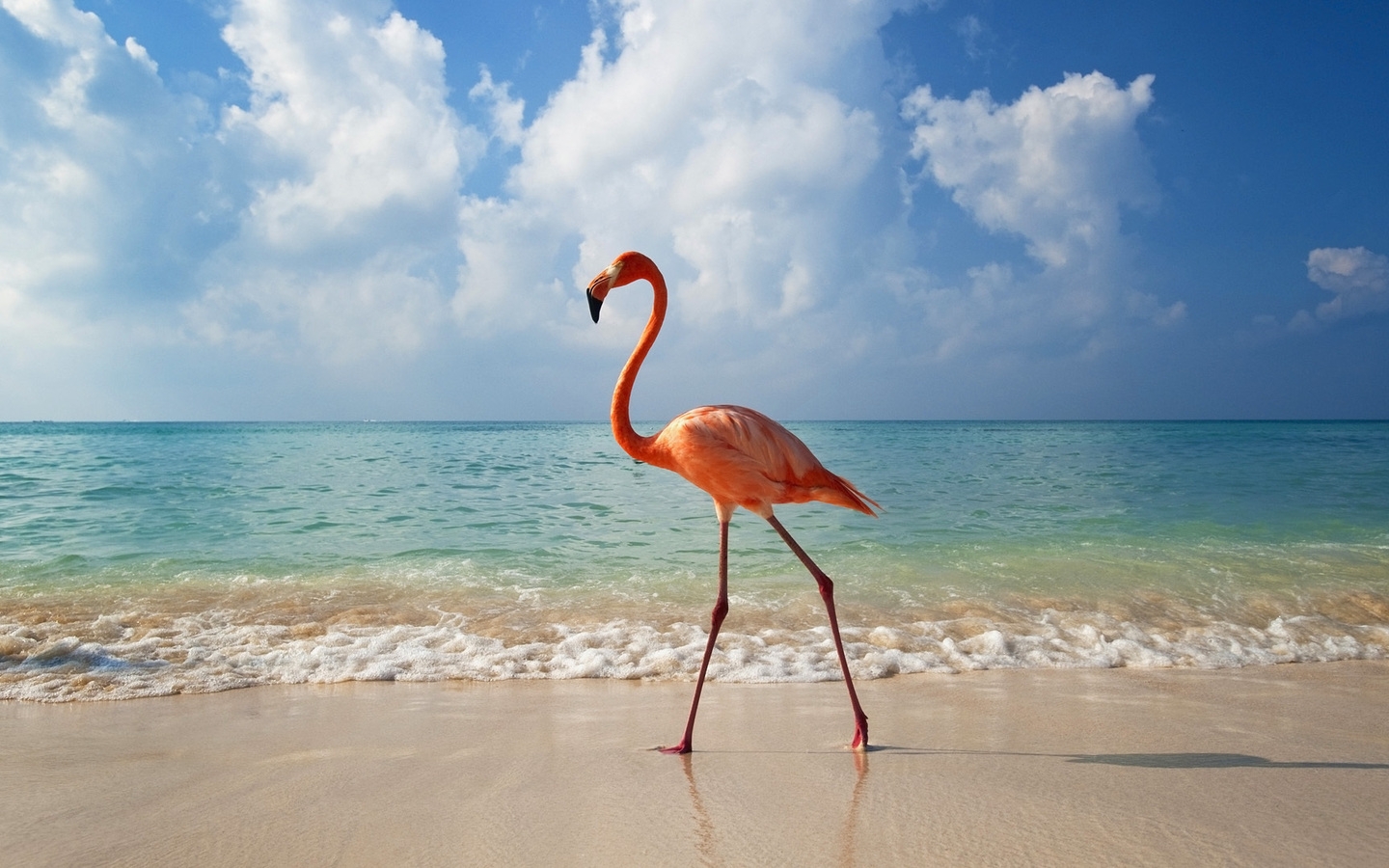 37852 télécharger le fond d'écran flamingo, animaux, oiseaux - économiseurs d'écran et images gratuitement
