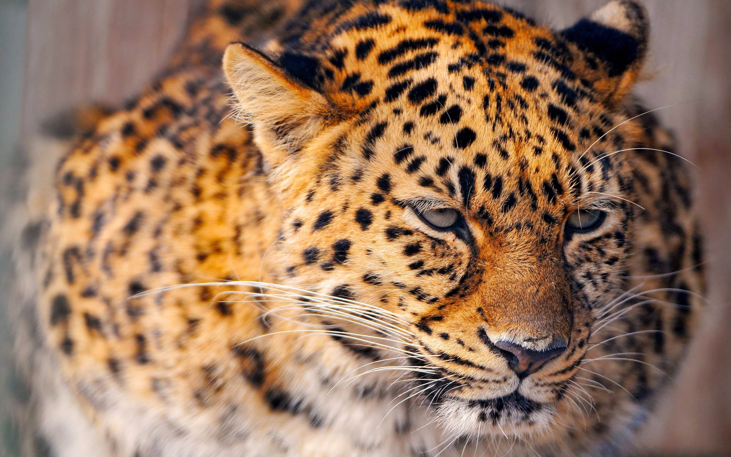 30058 descargar imagen animales, leopardos, naranja: fondos de pantalla y protectores de pantalla gratis