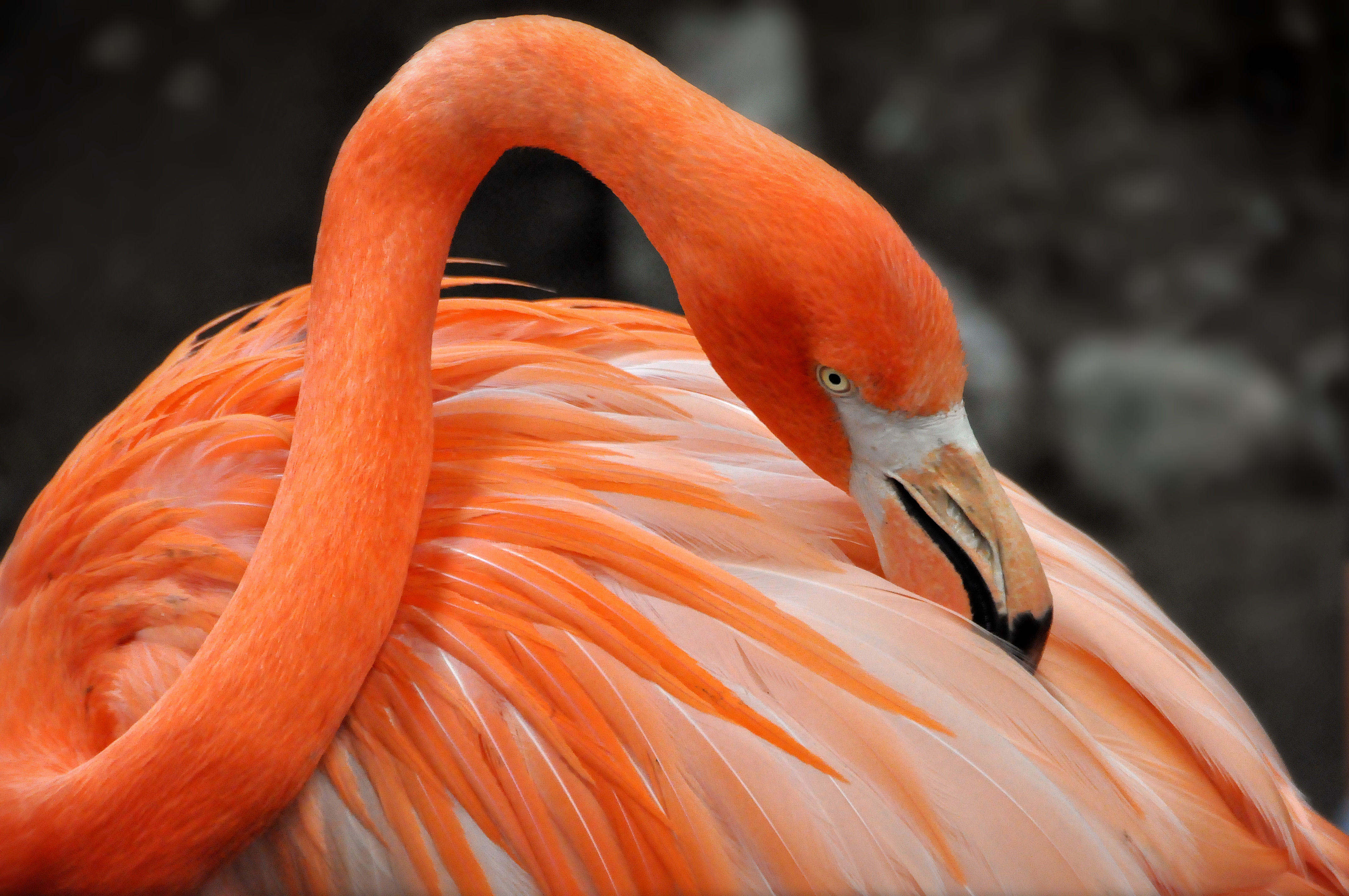 Handy-Wallpaper Tiere, Vögel, Flamingo, Vogel kostenlos herunterladen.