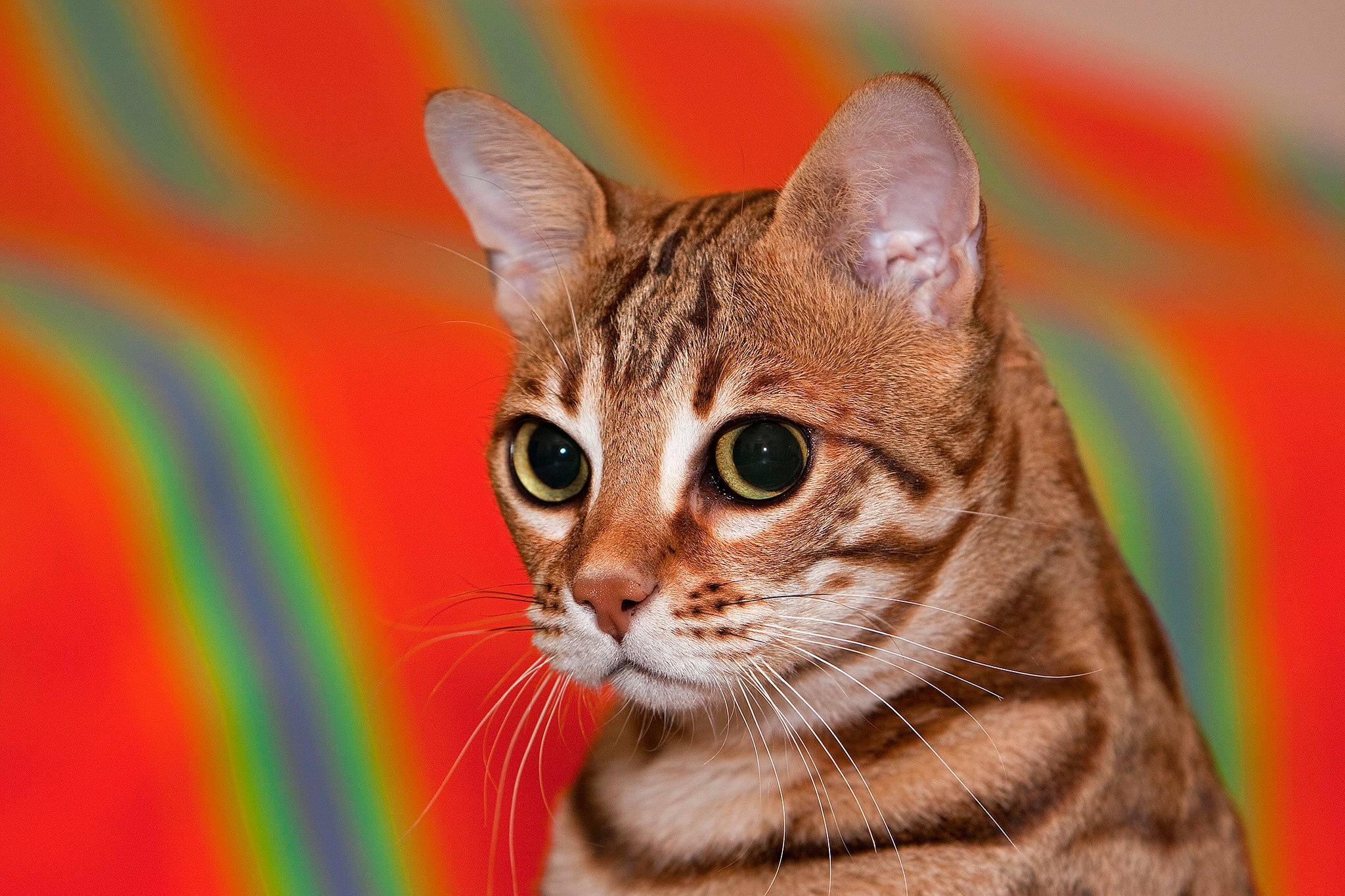 492849 descargar fondo de pantalla animales, gato de bengala, gato, bozal, gatos: protectores de pantalla e imágenes gratis