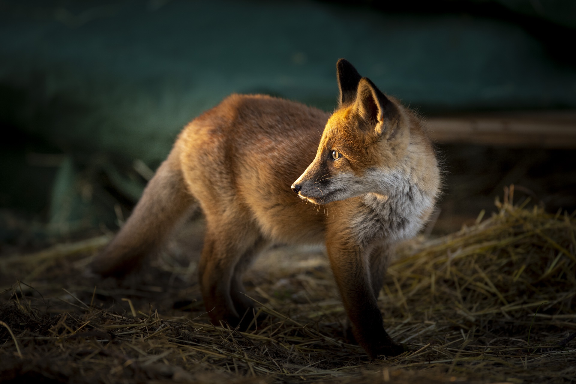 Laden Sie das Tiere, Fuchs-Bild kostenlos auf Ihren PC-Desktop herunter