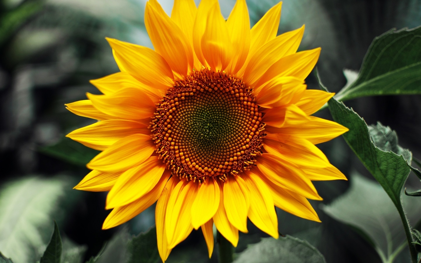 24292 Hintergrundbilder und Sonnenblumen Bilder auf dem Desktop. Laden Sie  Bildschirmschoner kostenlos auf den PC herunter