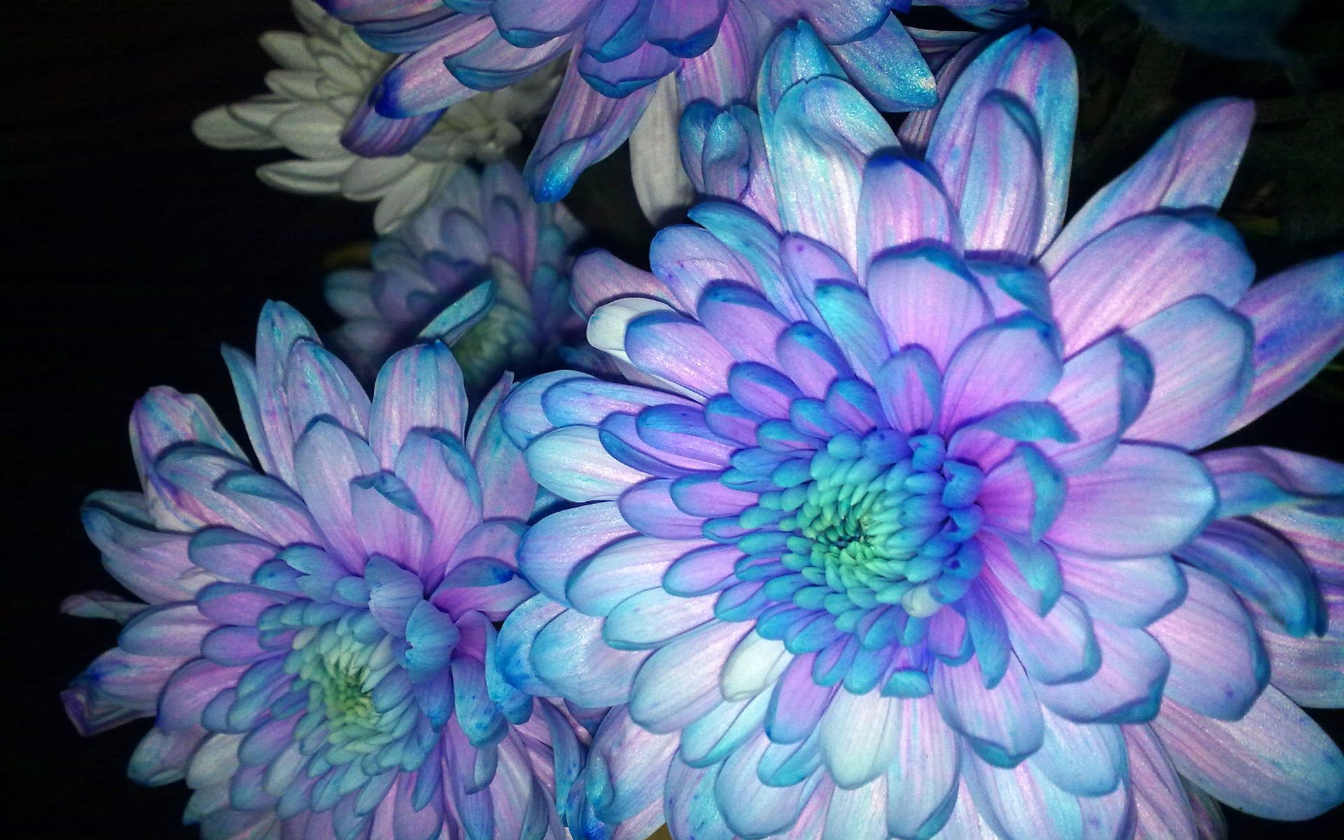 Download mobile wallpaper Flowers, Flower, Earth, Dahlia, Blue Flower for free.