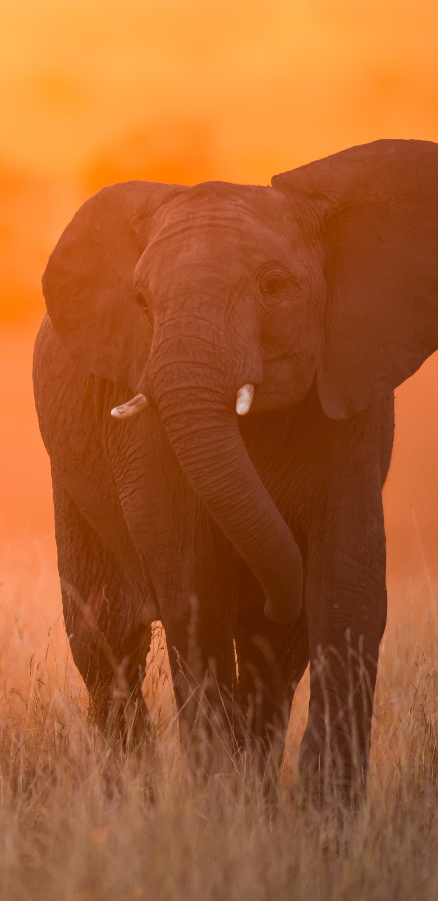 Téléchargez gratuitement l'image Animaux, Éléphants, Éléphant De Savane D'afrique sur le bureau de votre PC