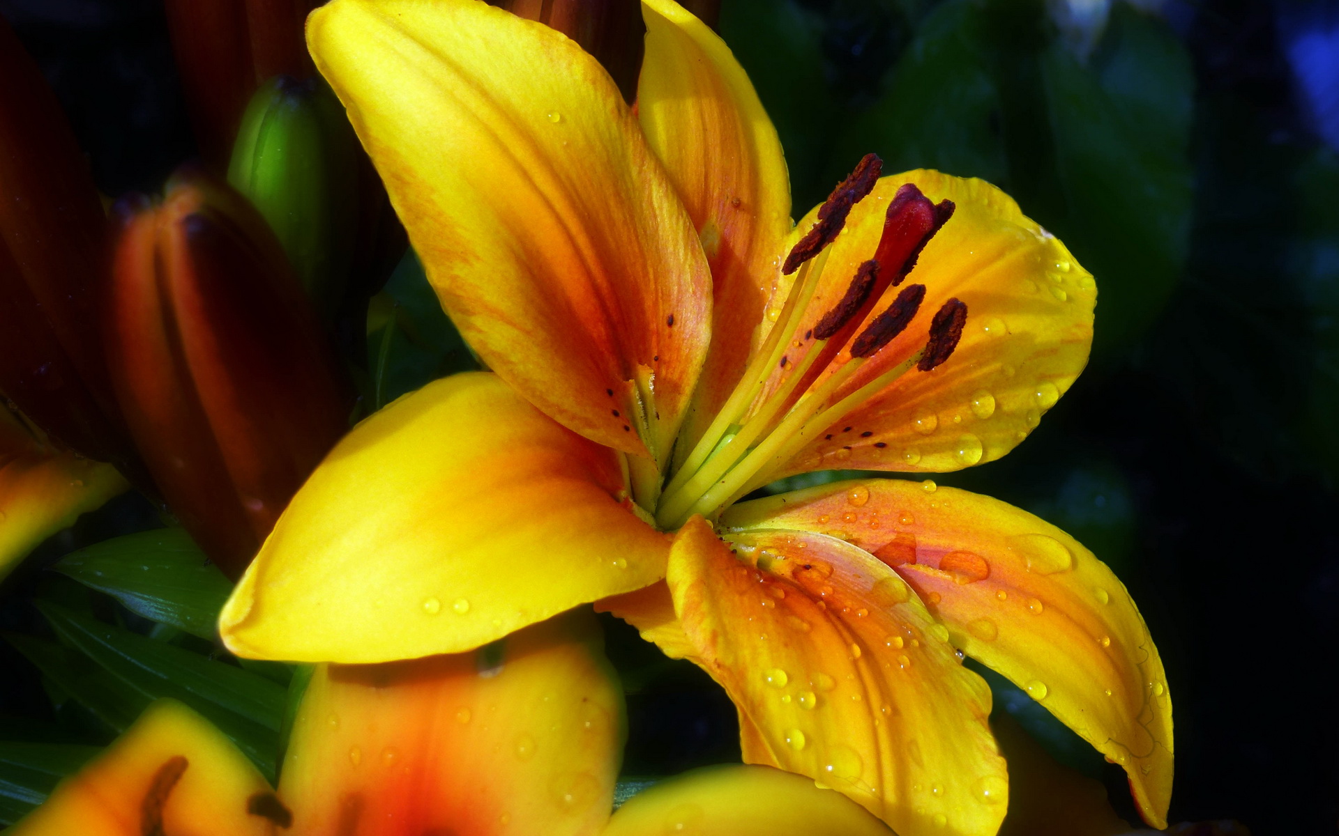 Laden Sie das Blumen, Blume, Lilie, Erde/natur-Bild kostenlos auf Ihren PC-Desktop herunter