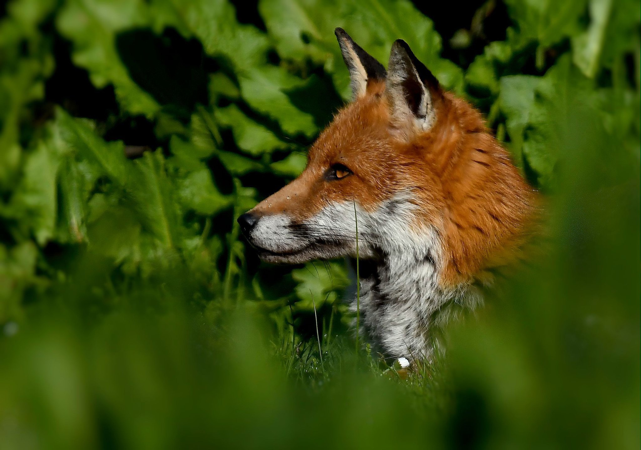 Free download wallpaper Fox, Animal on your PC desktop