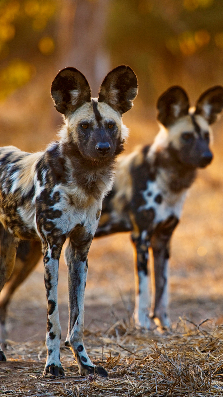 1382669壁紙のダウンロード動物, アフリカの野生の犬, ペイントウルフ, ワイルドドッグ, アフリカ-スクリーンセーバーと写真を無料で