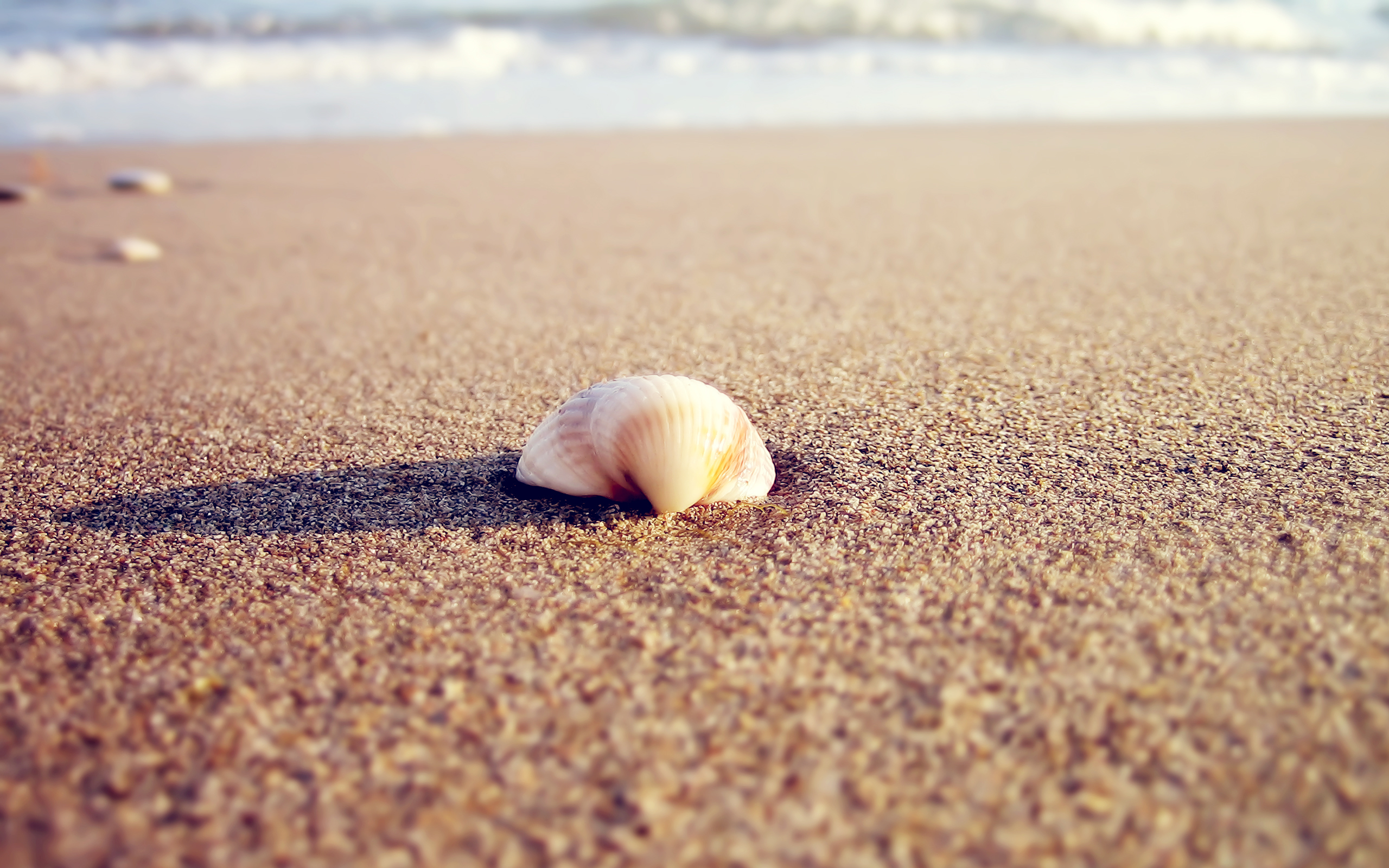 Free download wallpaper Landscape, Sea, Shells, Beach on your PC desktop
