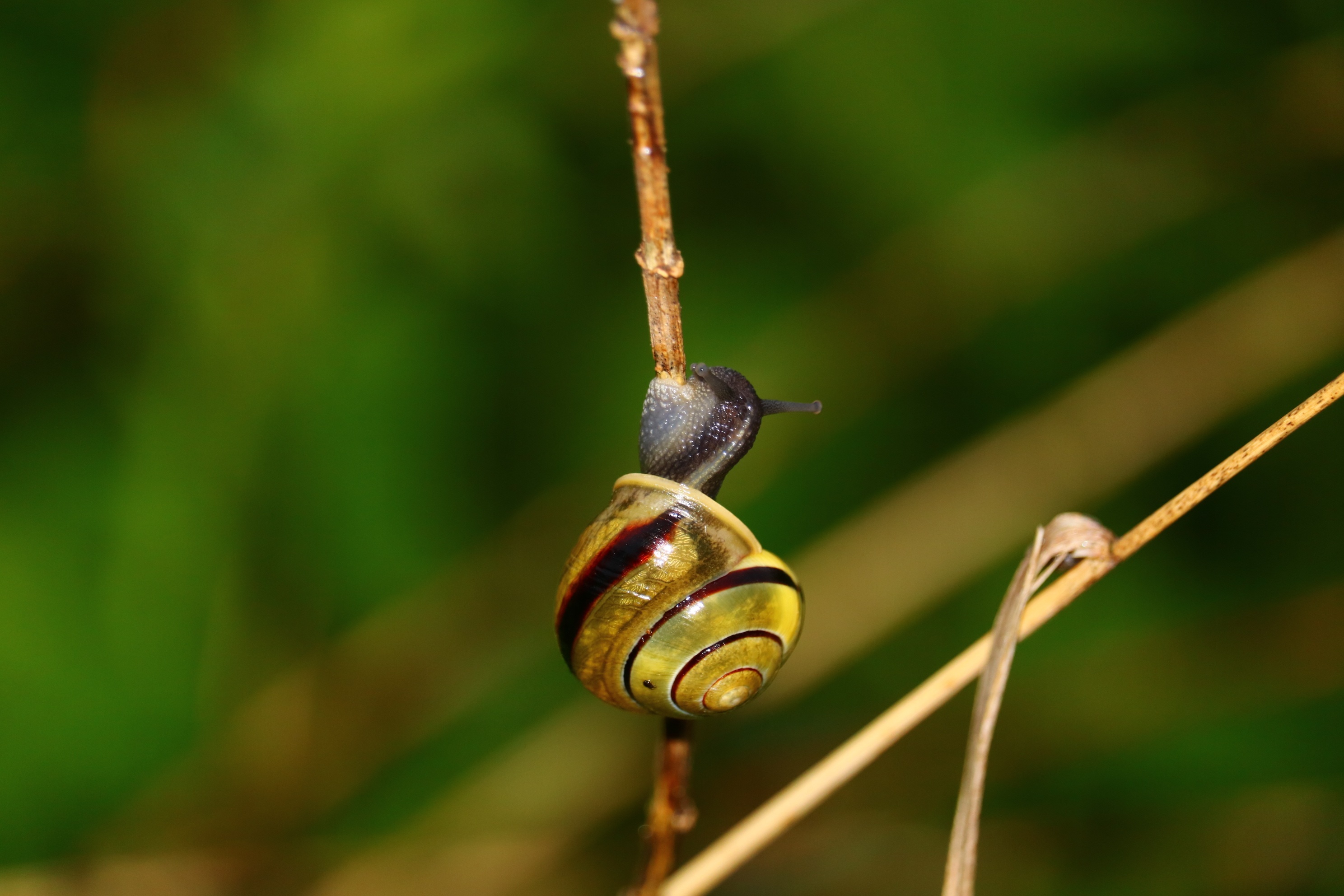 Download mobile wallpaper Blur, Animal, Snail for free.