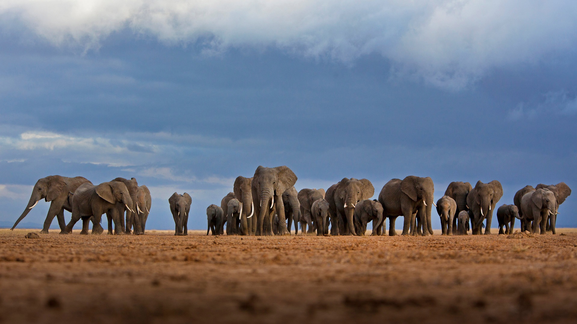 Descarga gratis la imagen Animales, Elefantes, África, Bebe Animal, Elefante Africano De Sabana, Kenia en el escritorio de tu PC