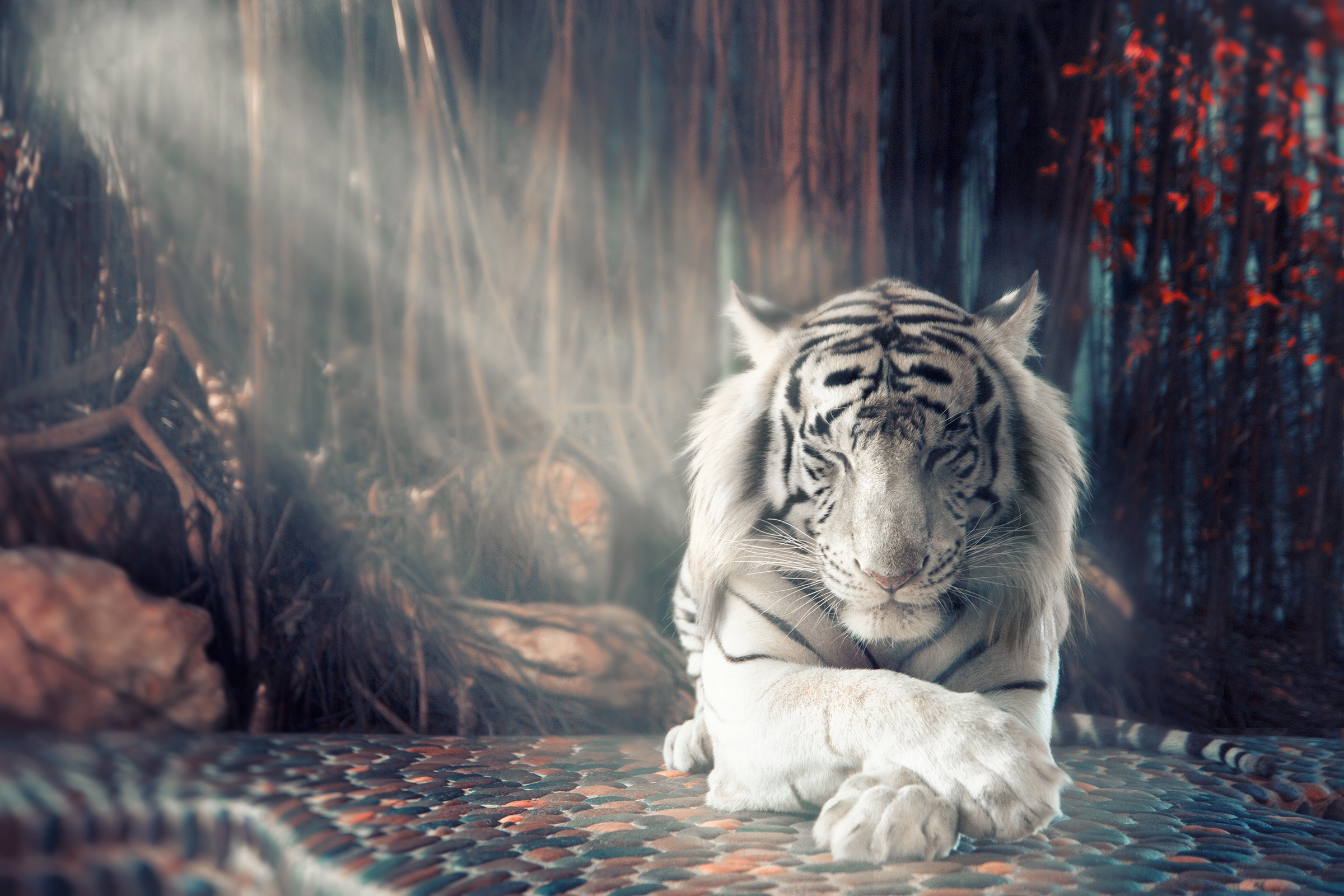 Laden Sie das Tiere, Katzen, Weißer Tiger, Sonnenstrahl-Bild kostenlos auf Ihren PC-Desktop herunter