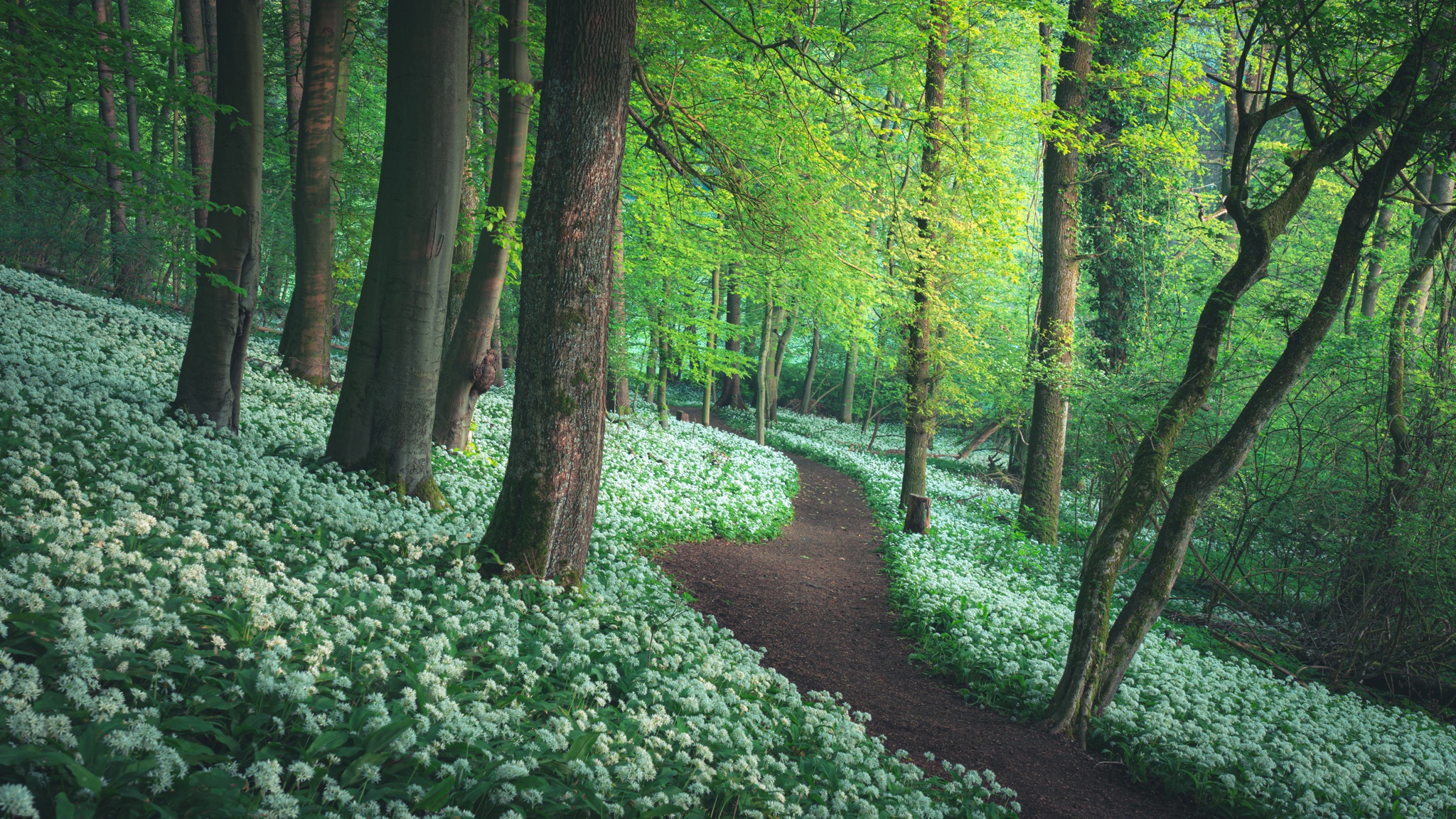 Download mobile wallpaper Flower, Forest, Earth, Path, Greenery for free.