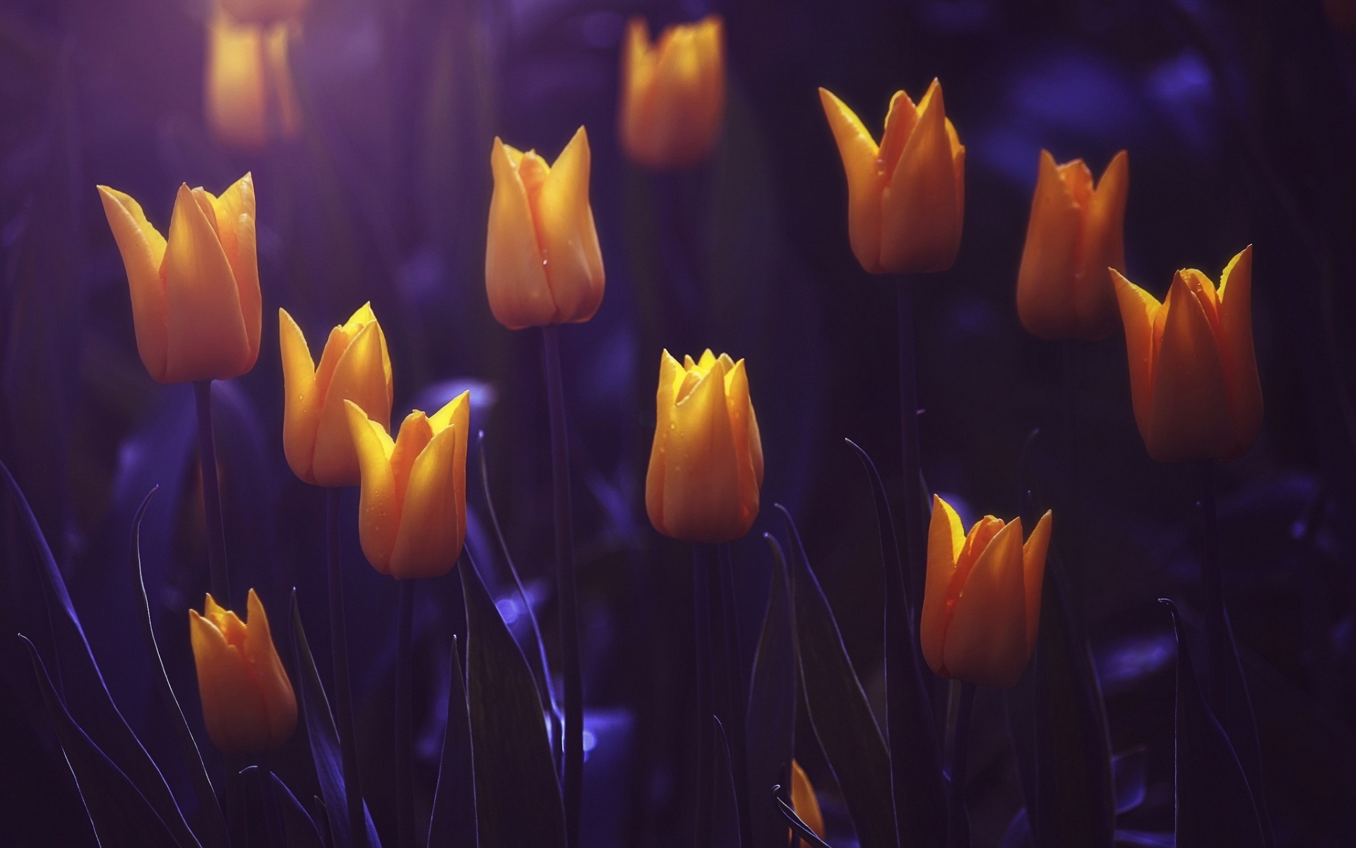 Descarga gratis la imagen Flores, Flor, Tulipán, Tierra/naturaleza en el escritorio de tu PC