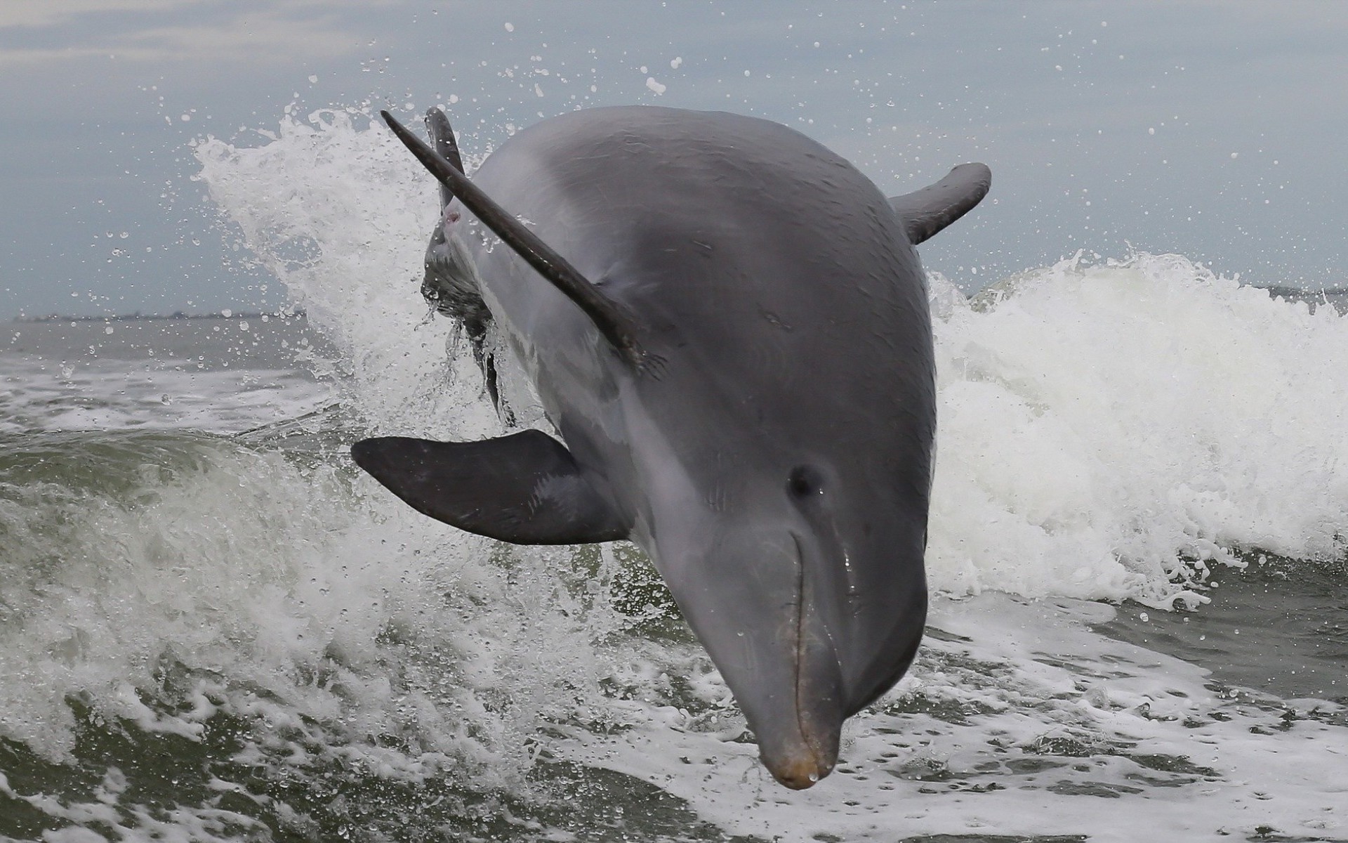 661963 Hintergrundbild herunterladen tiere, delfin, springen, meer - Bildschirmschoner und Bilder kostenlos