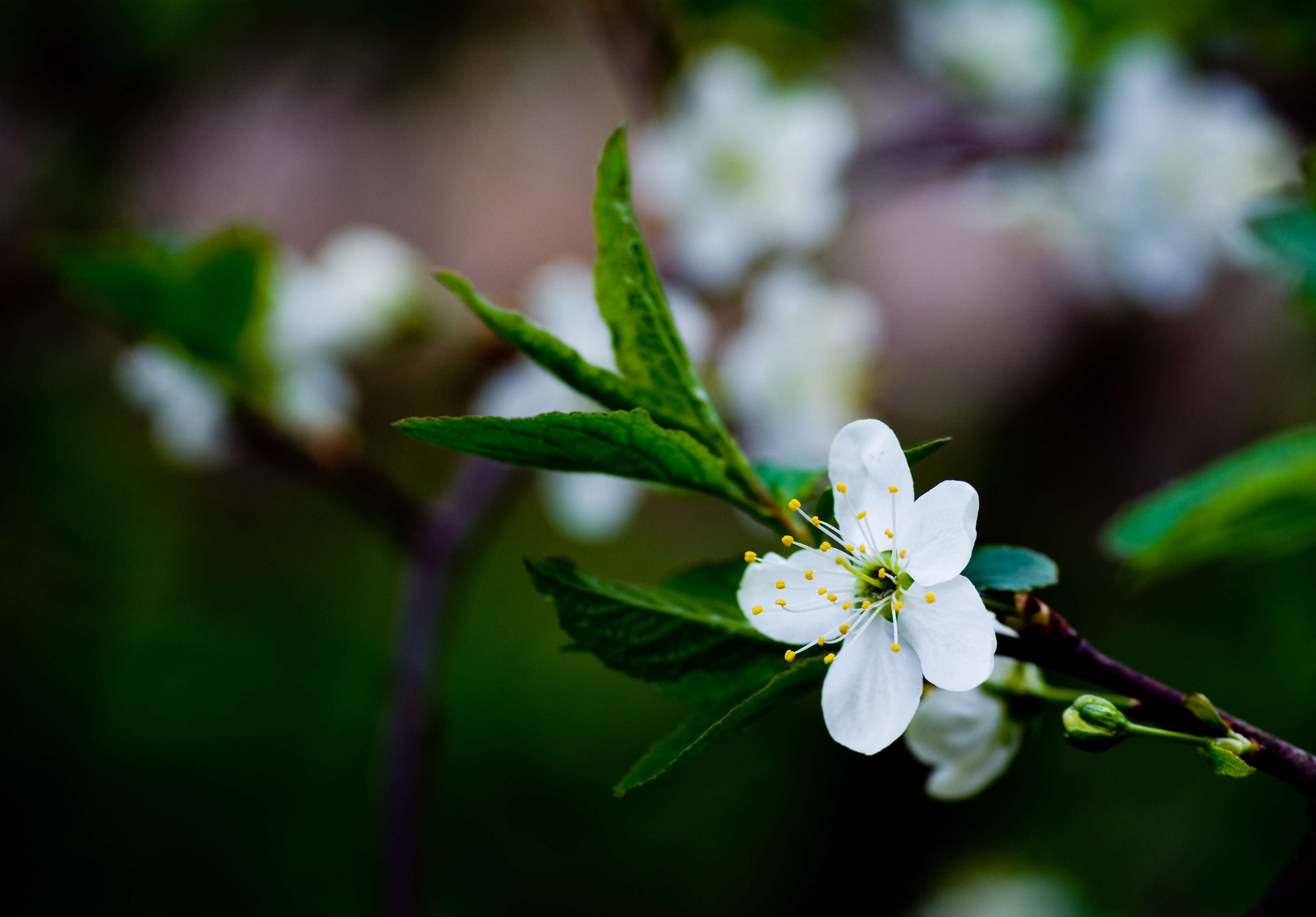 Laden Sie das Grass, Makro, Blühen, Blühenden, Blume, Frühling-Bild kostenlos auf Ihren PC-Desktop herunter
