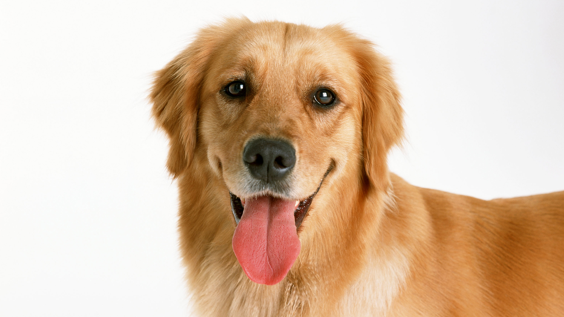 Téléchargez des papiers peints mobile Animaux, Chien gratuitement.