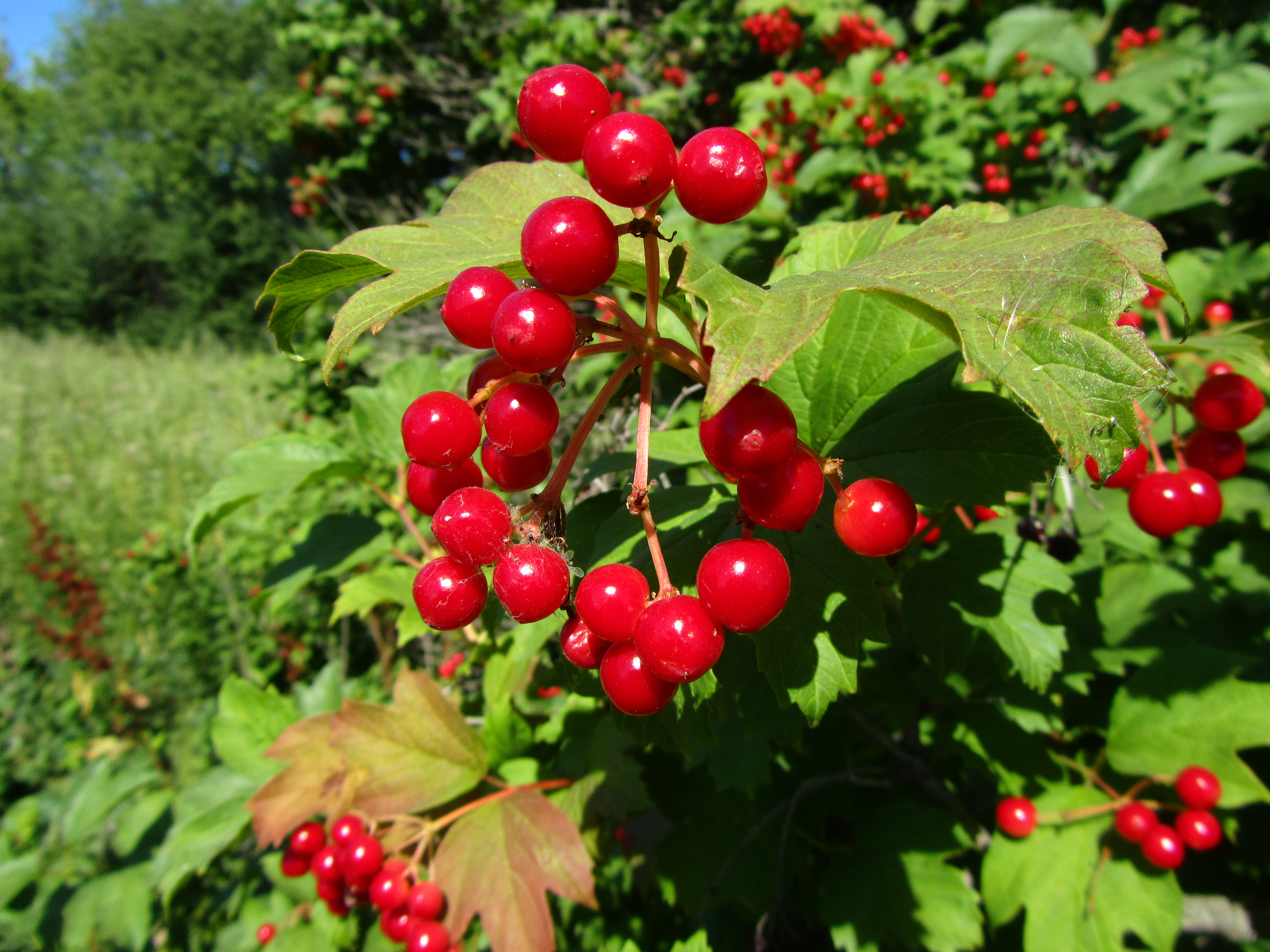 Free download wallpaper Food, Berry on your PC desktop