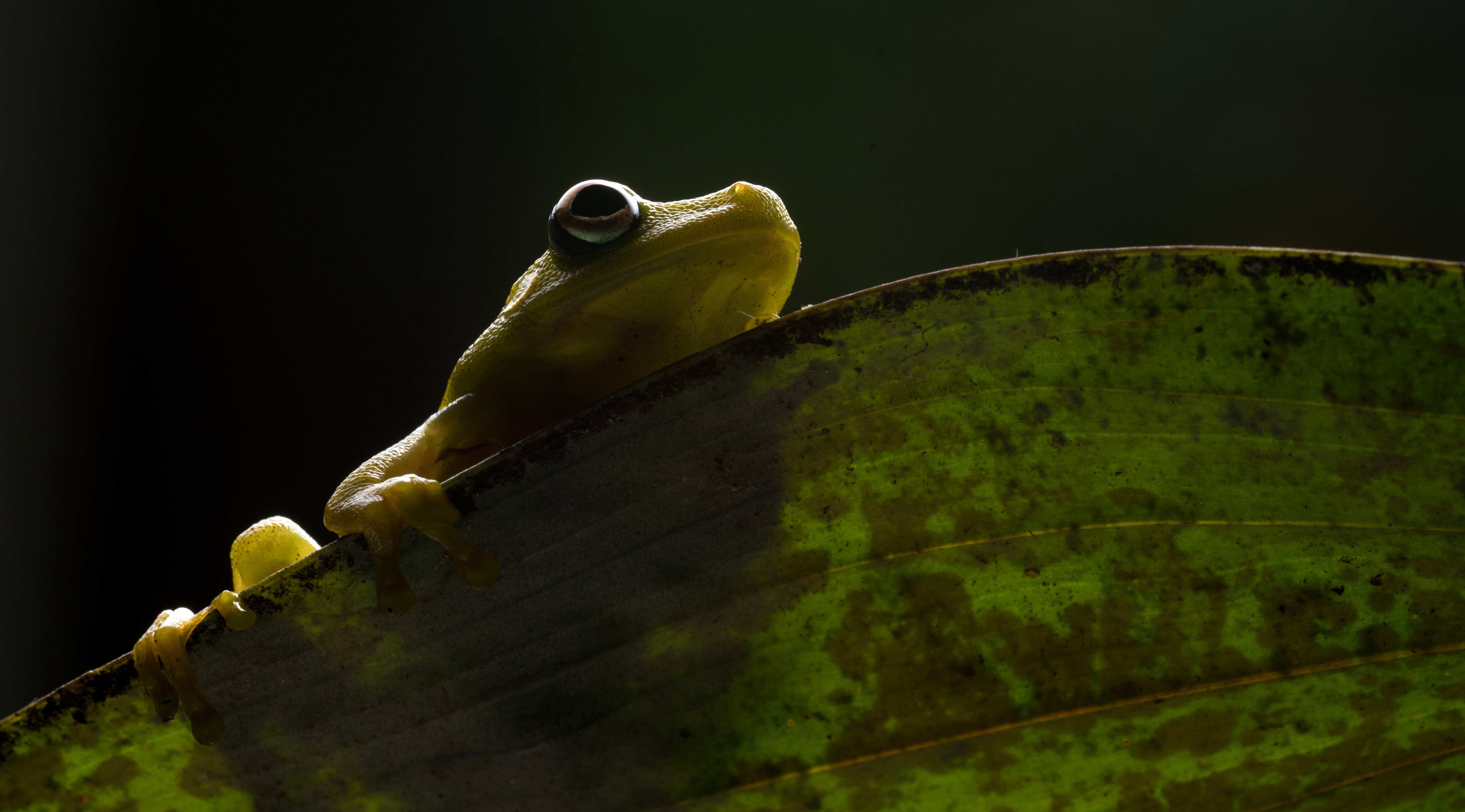 Download mobile wallpaper Frogs, Leaf, Animal, Frog, Amphibian for free.