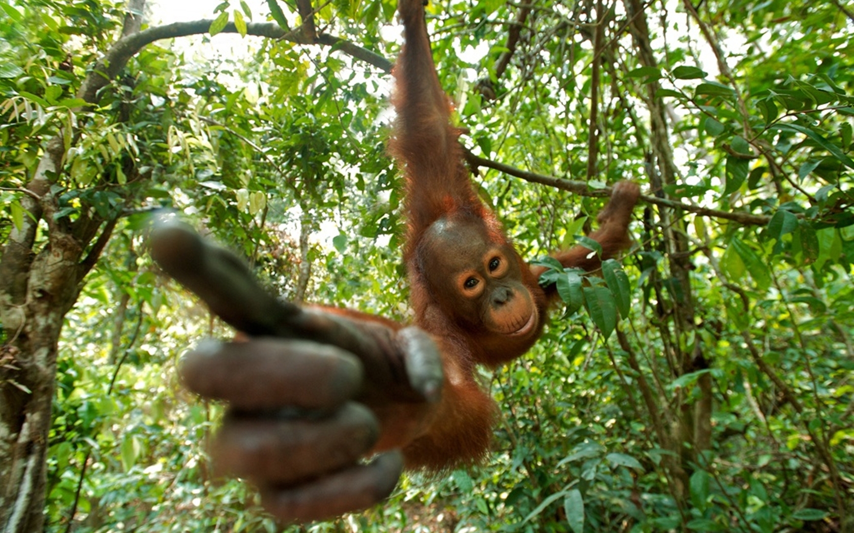 282645 Bild herunterladen orang utan, tiere, affen - Hintergrundbilder und Bildschirmschoner kostenlos