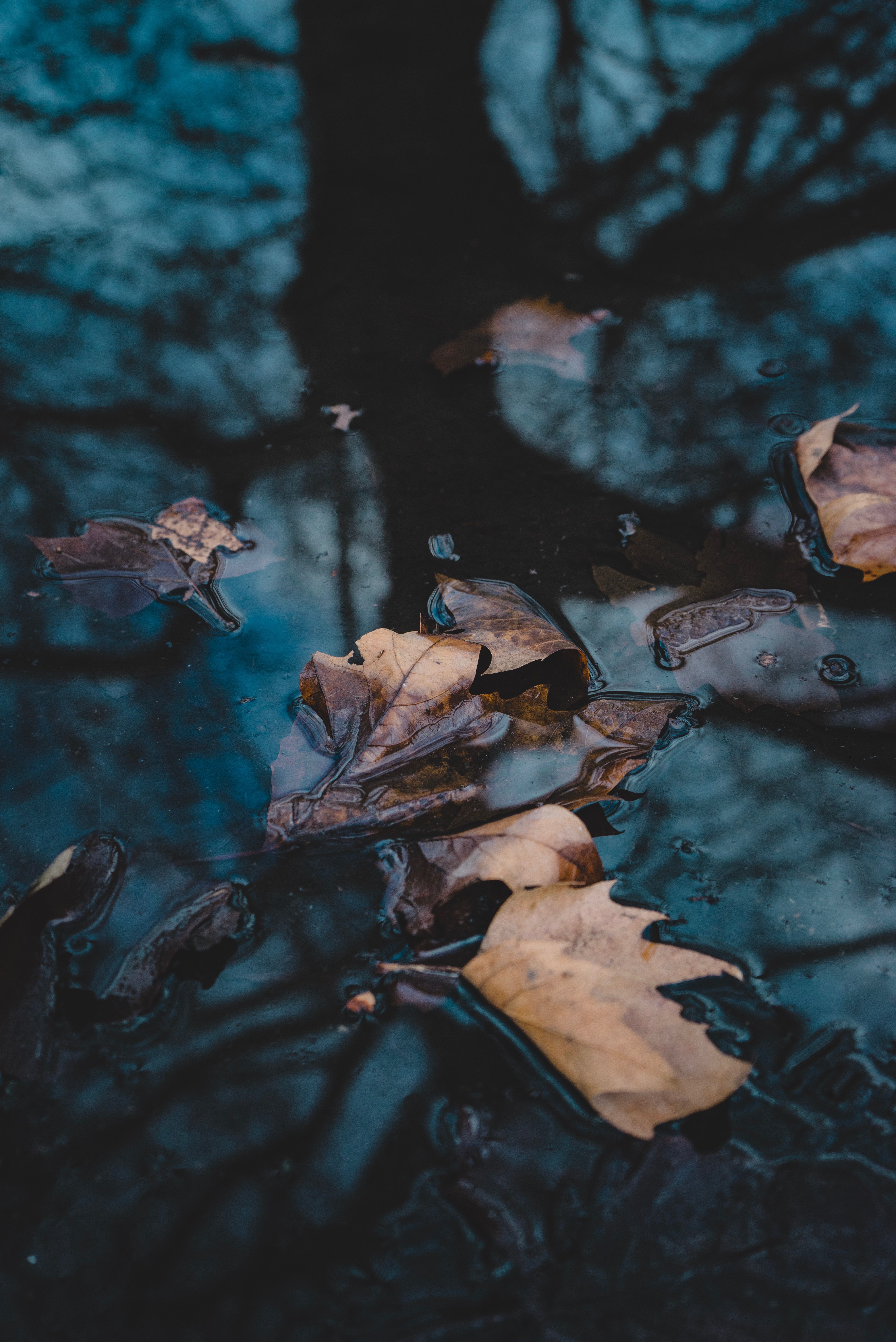 Download mobile wallpaper Macro, Leaves, Water, Fallen, Autumn for free.