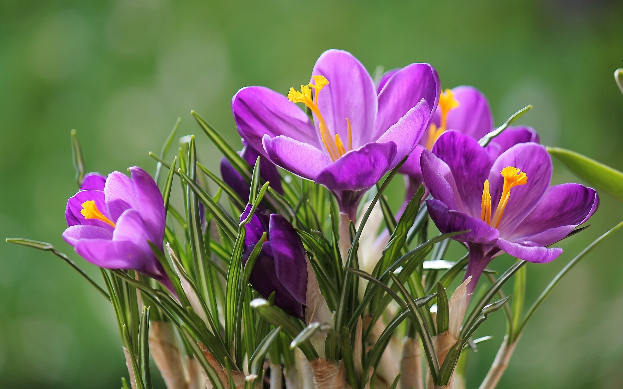 Скачать обои бесплатно Природа, Цветок, Весна, Крокус, Фиолетовый Цветок, Земля/природа, Флауэрсы картинка на рабочий стол ПК